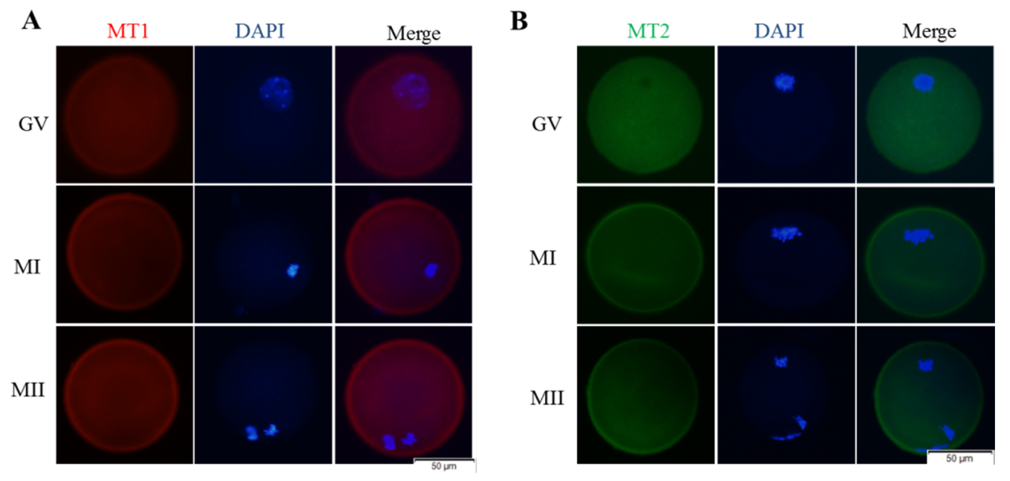 Animals 11 02324 g004 550