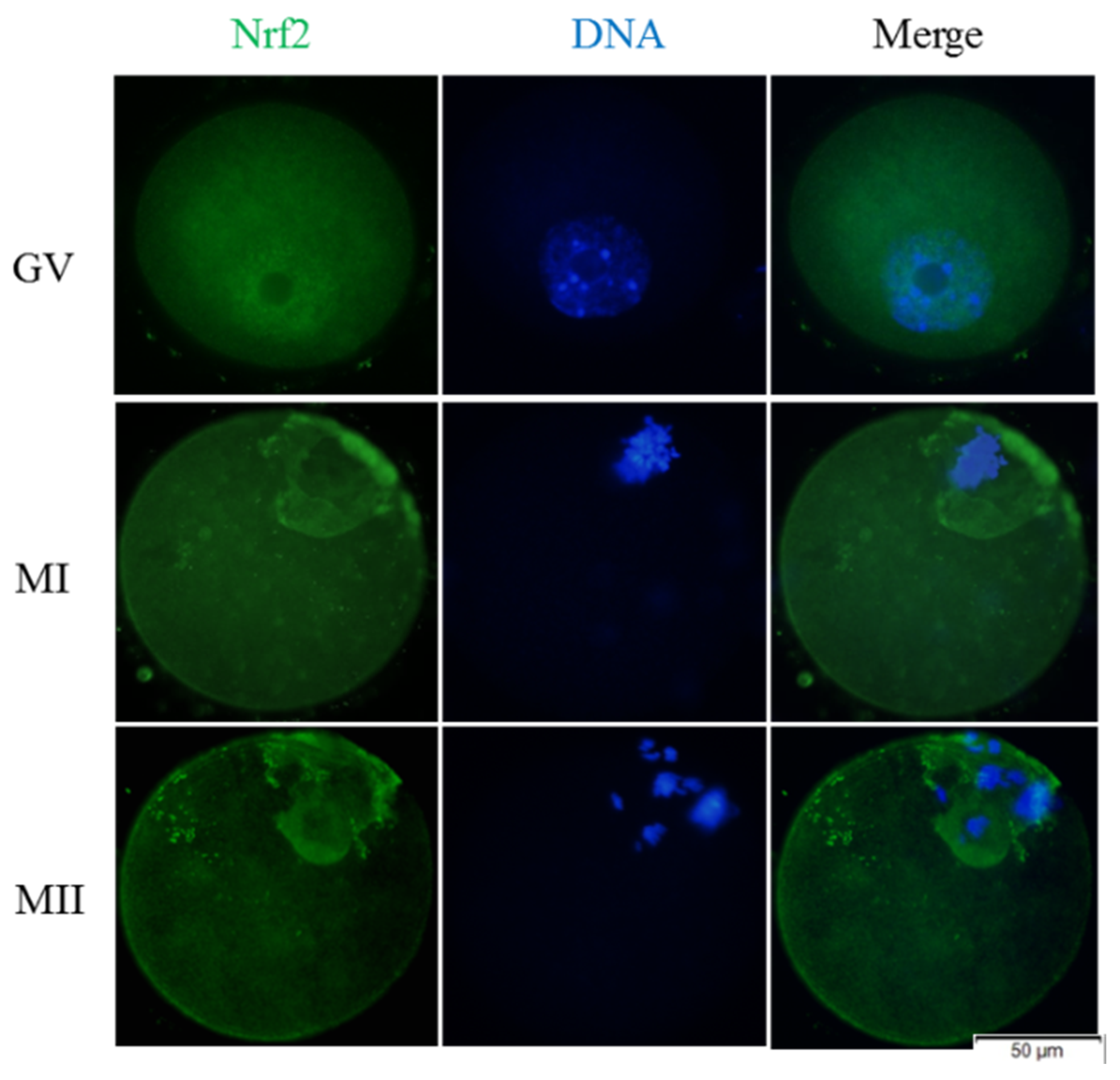 Animals 11 02324 g007 550