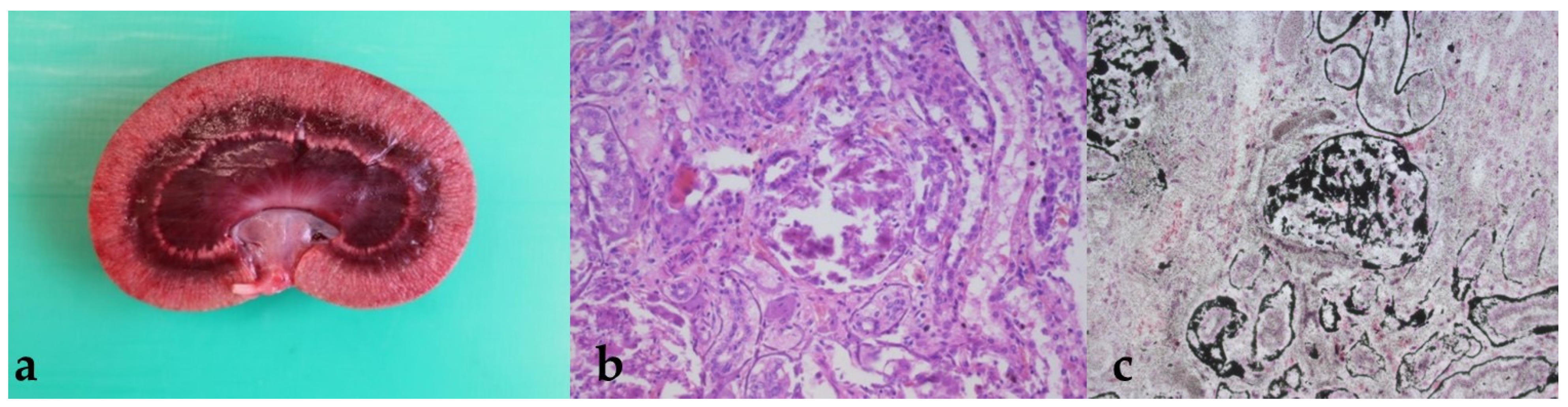 Animals 11 02332 g001