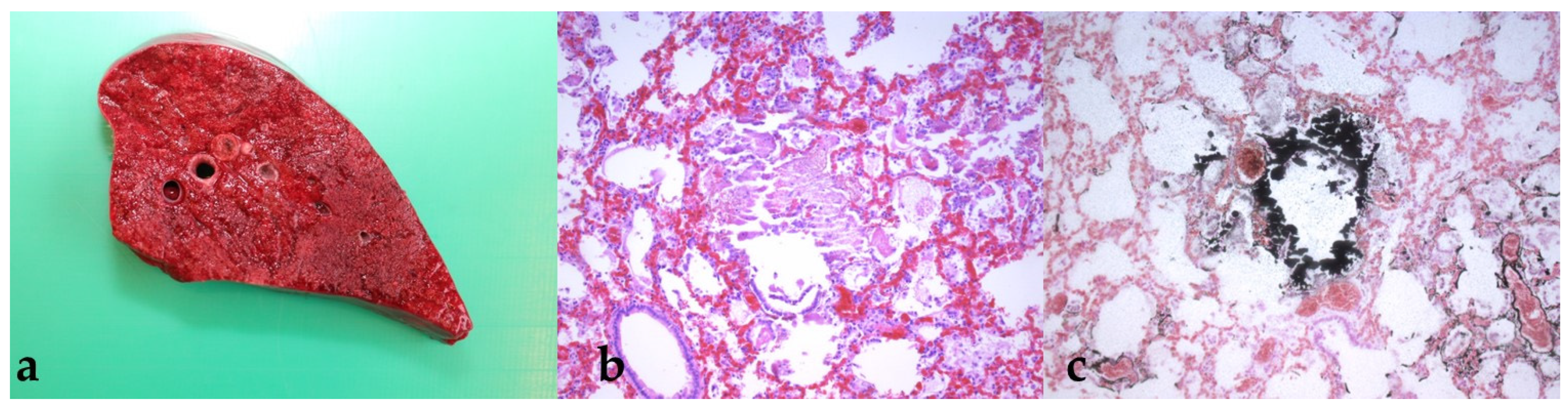 Animals 11 02332 g002