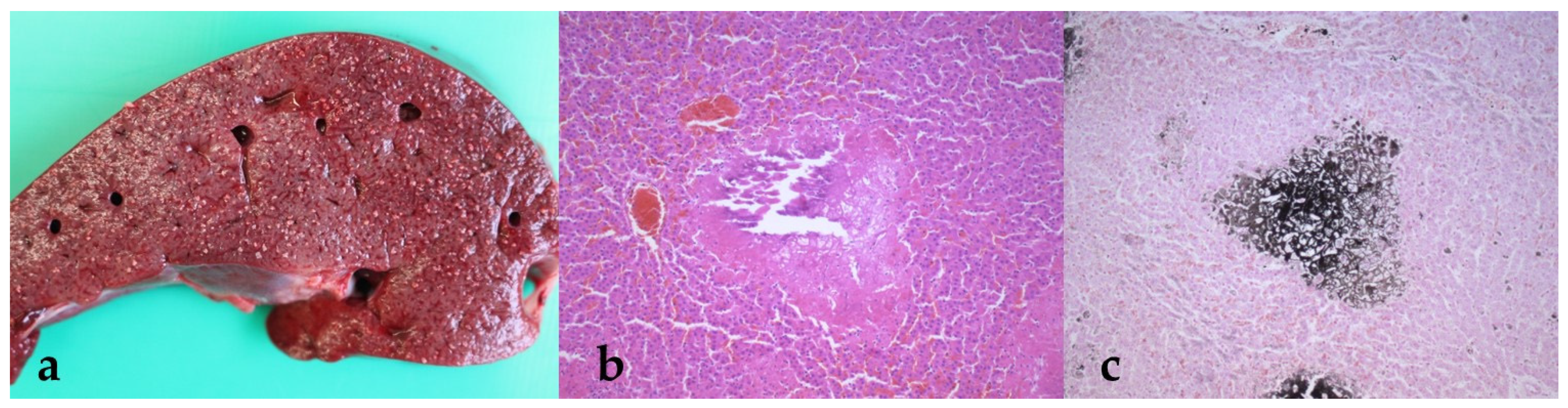 Animals 11 02332 g003