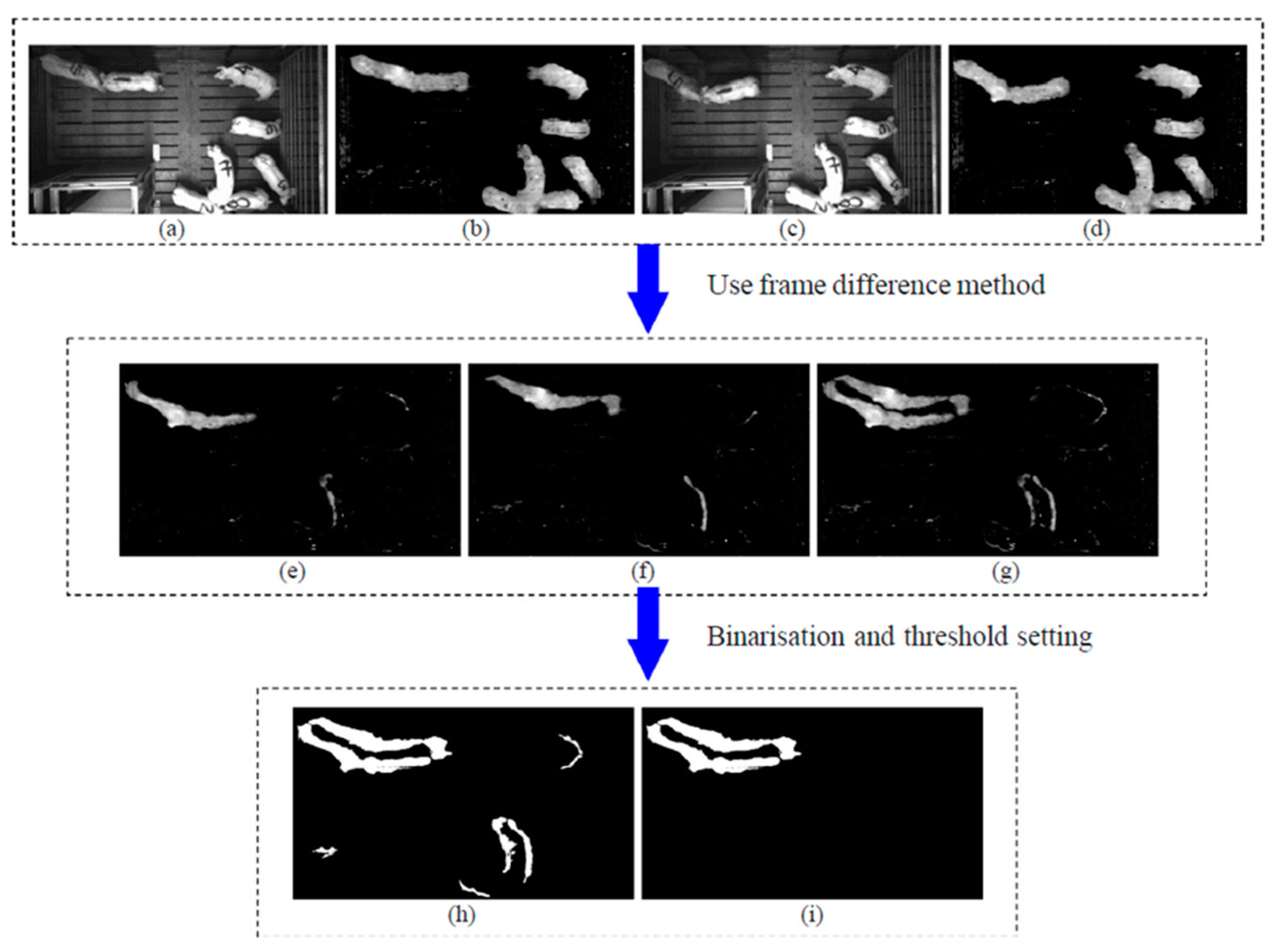 Animals 11 02343 g003