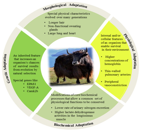 Animals | Free Full-Text | Adaptation Mechanisms of Yak (Bos grunniens) to High-Altitude Environmental Stress Animals | Free Full-Text | Adaptation Mechanisms of Yak (Bos grunniens) to High-Altitude Environmental Stress