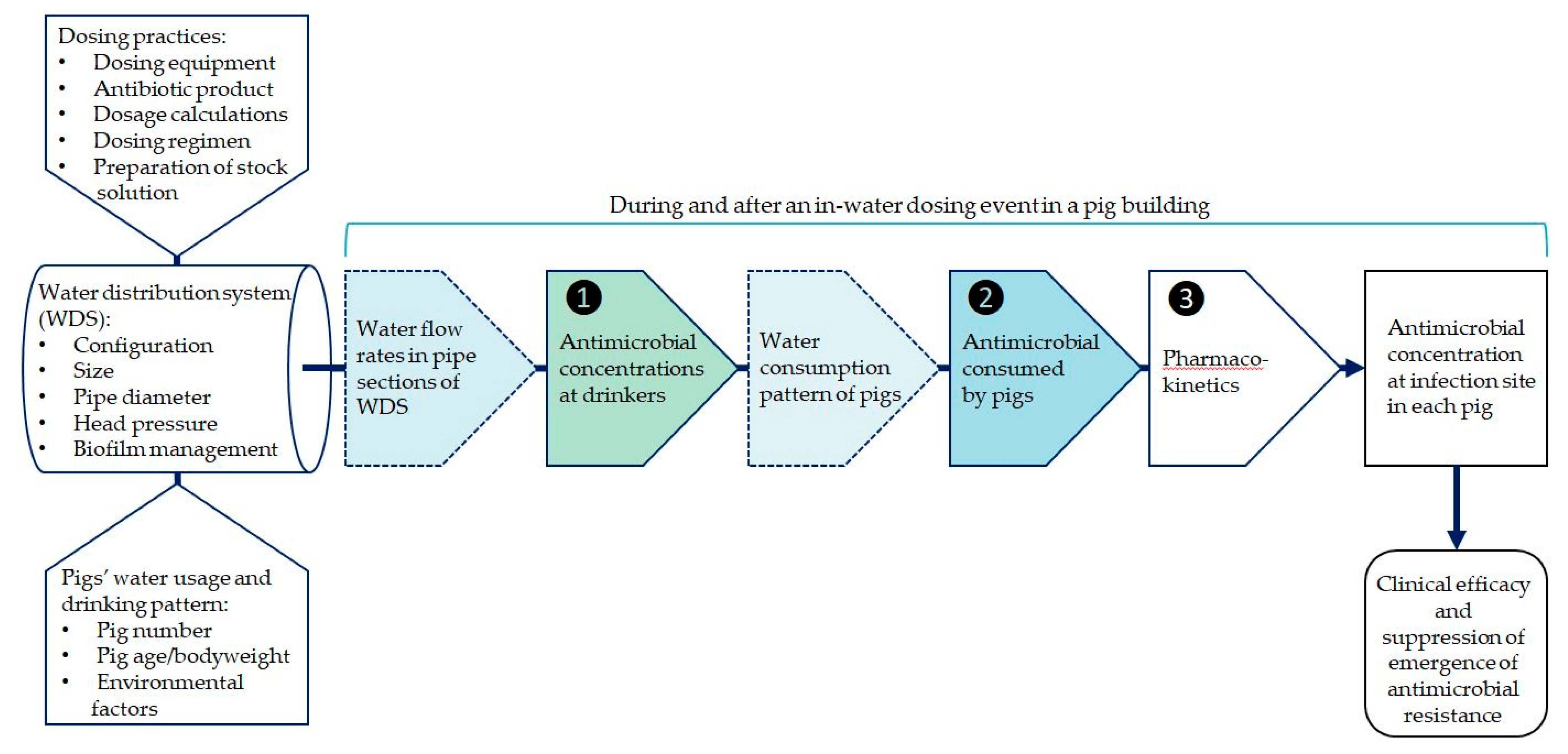 Animals Free Full-Text Effect of Drinking Water Distribution System  Design on Antimicrobial Delivery to Pigs