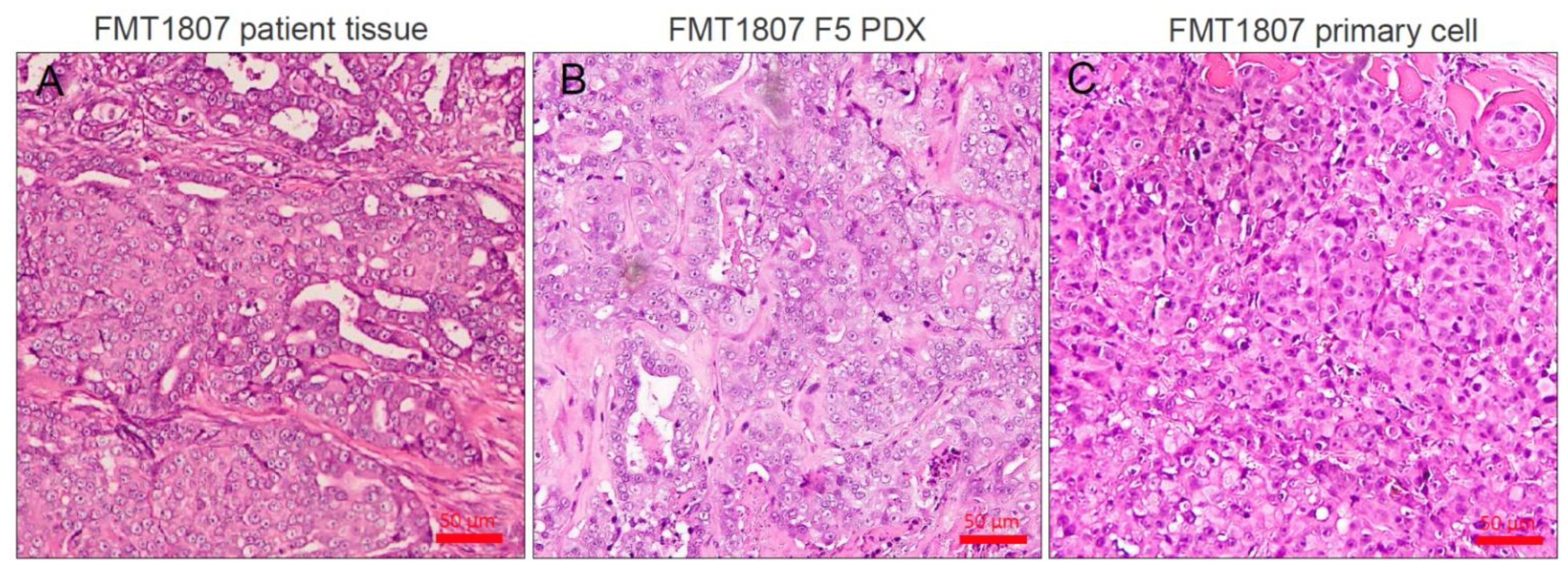 Animals 11 02380 g001 Animals 11 02380 g001