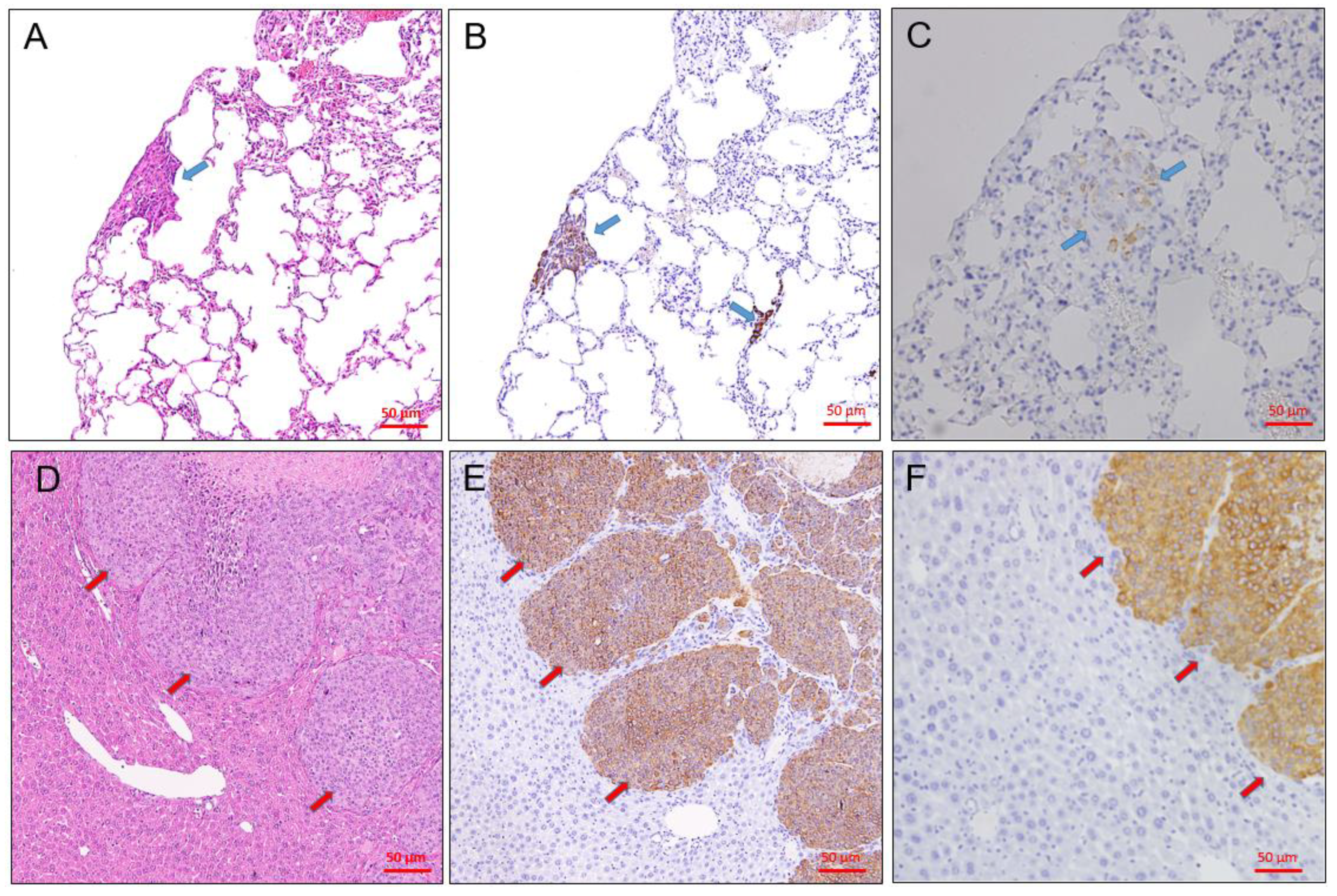 Animals 11 02380 g005 Animals 11 02380 g005