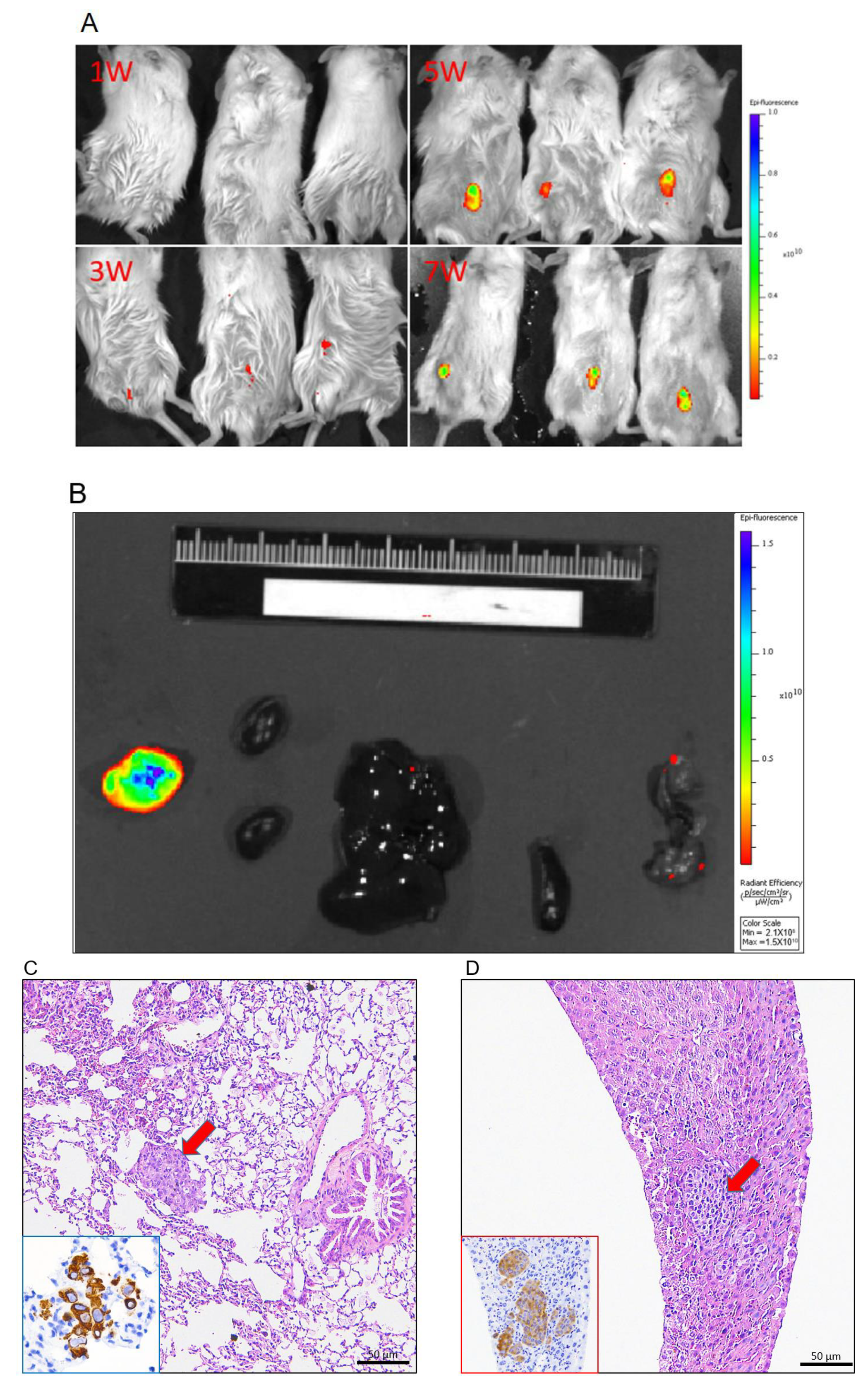 Animals 11 02380 g008 Animals 11 02380 g008