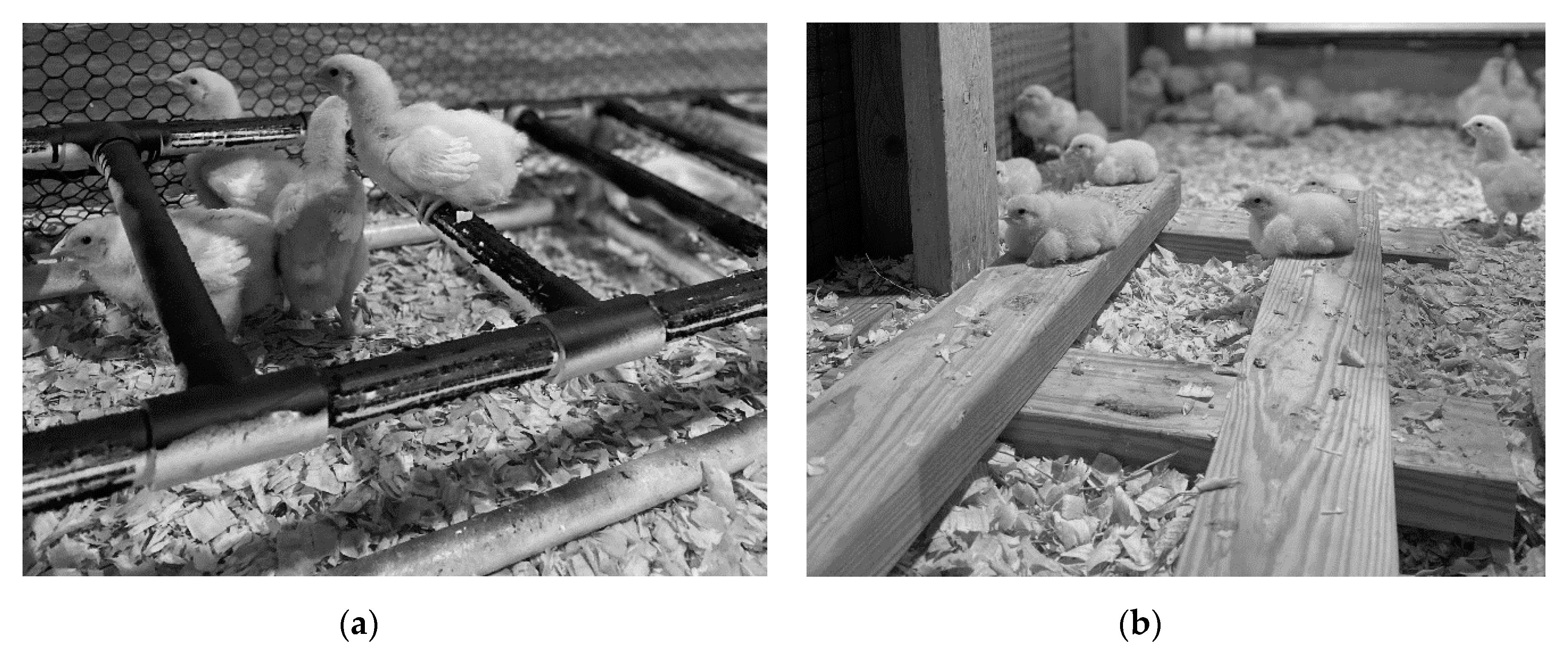 Animals 11 02383 g002 550