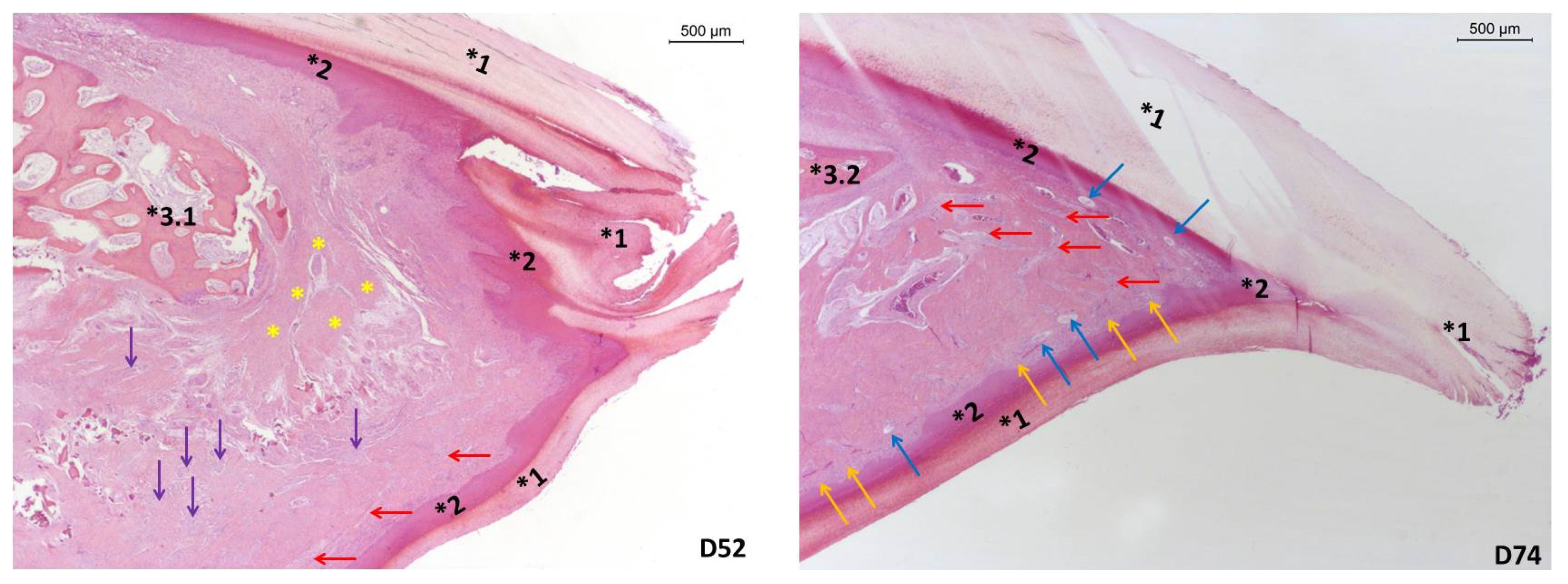 Animals 11 02395 g003