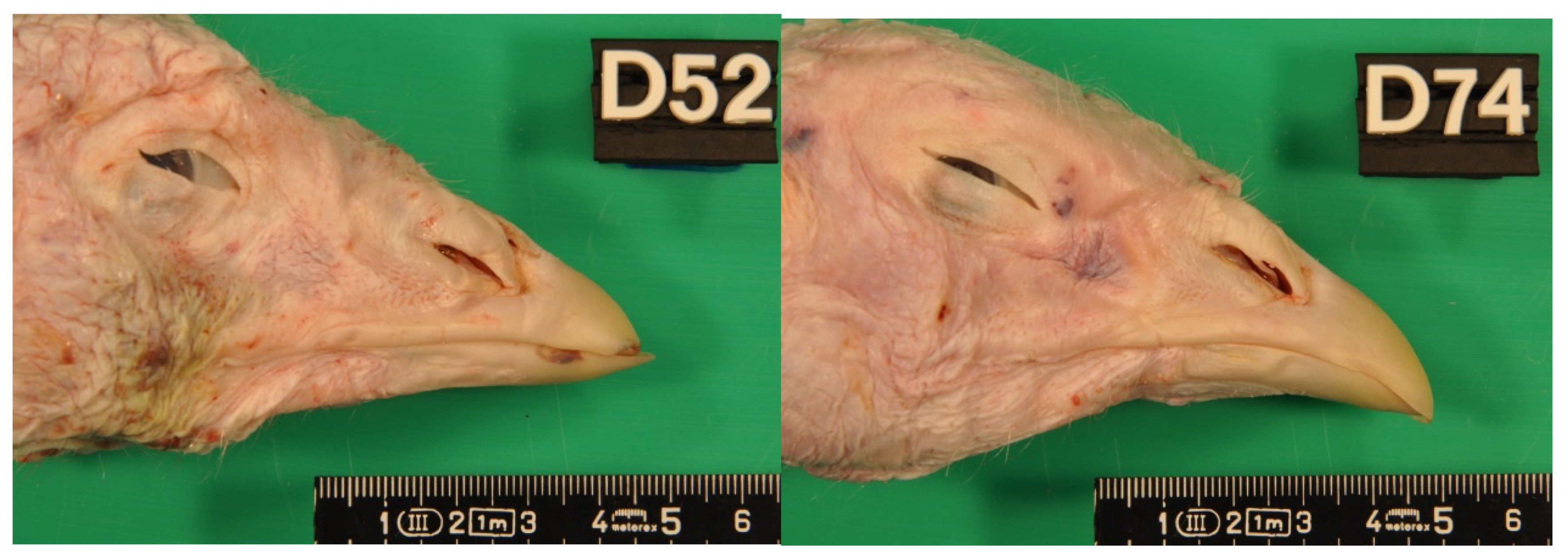 Animals 11 02395 g0a1