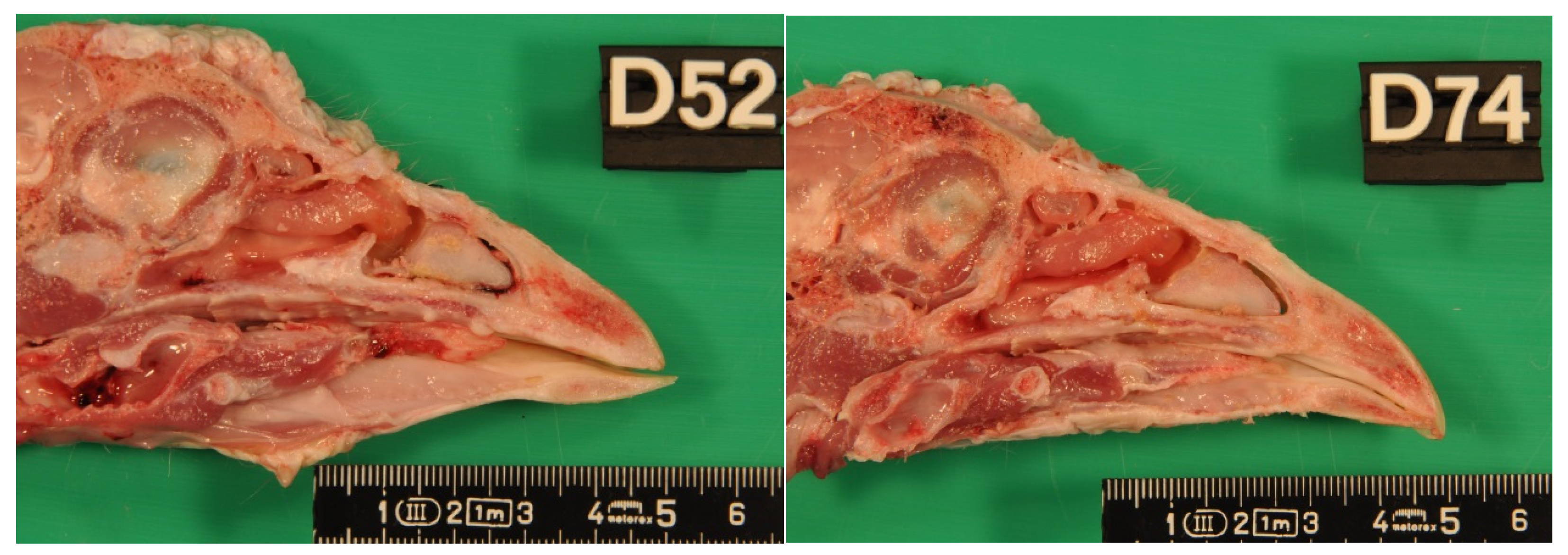 Animals 11 02395 g0a2