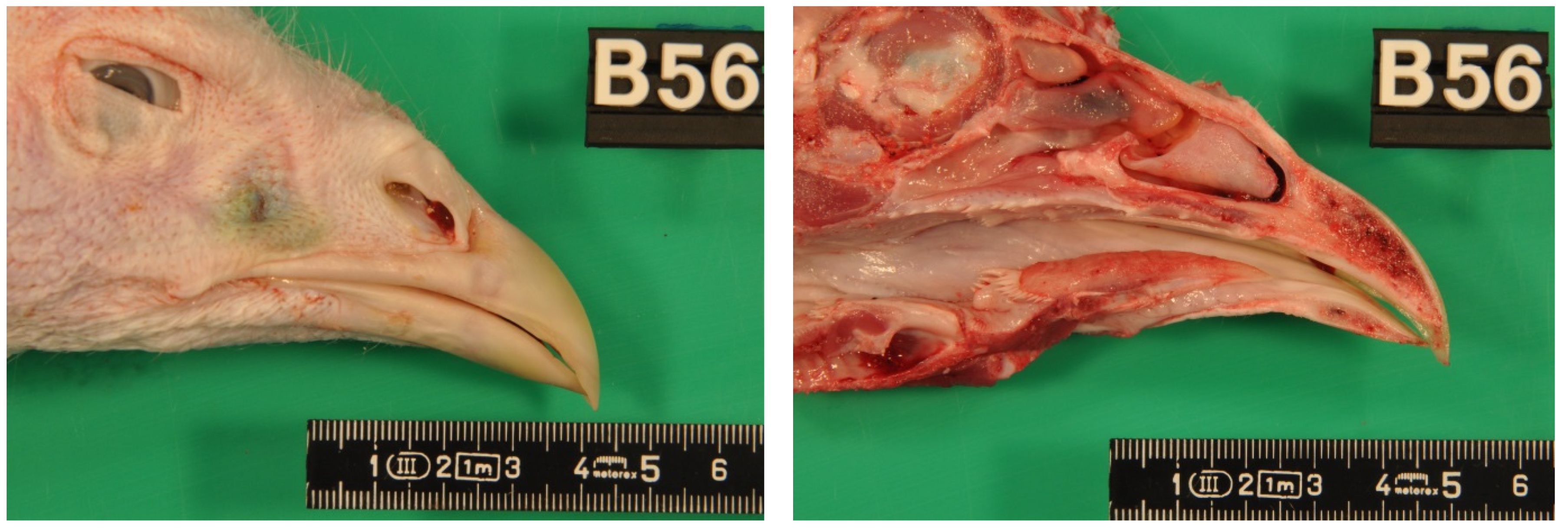 Animals 11 02395 g0a3