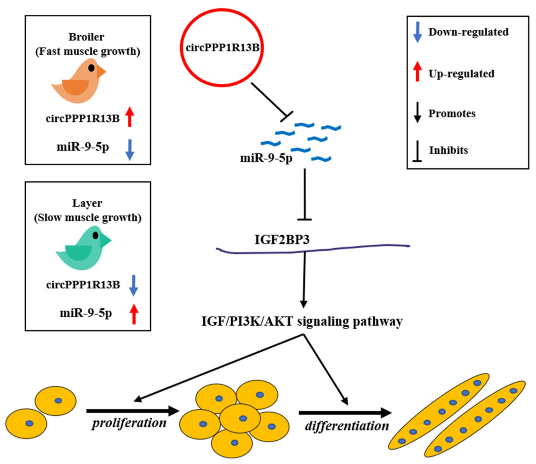 Animals 11 02396 g006 550