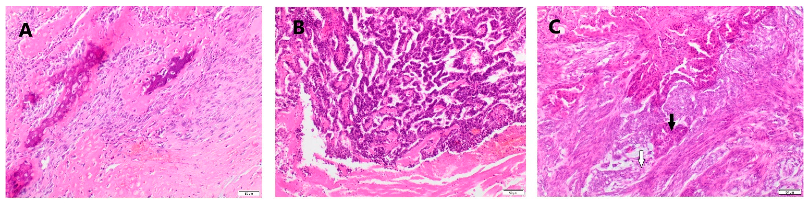 Animals 11 02398 g001