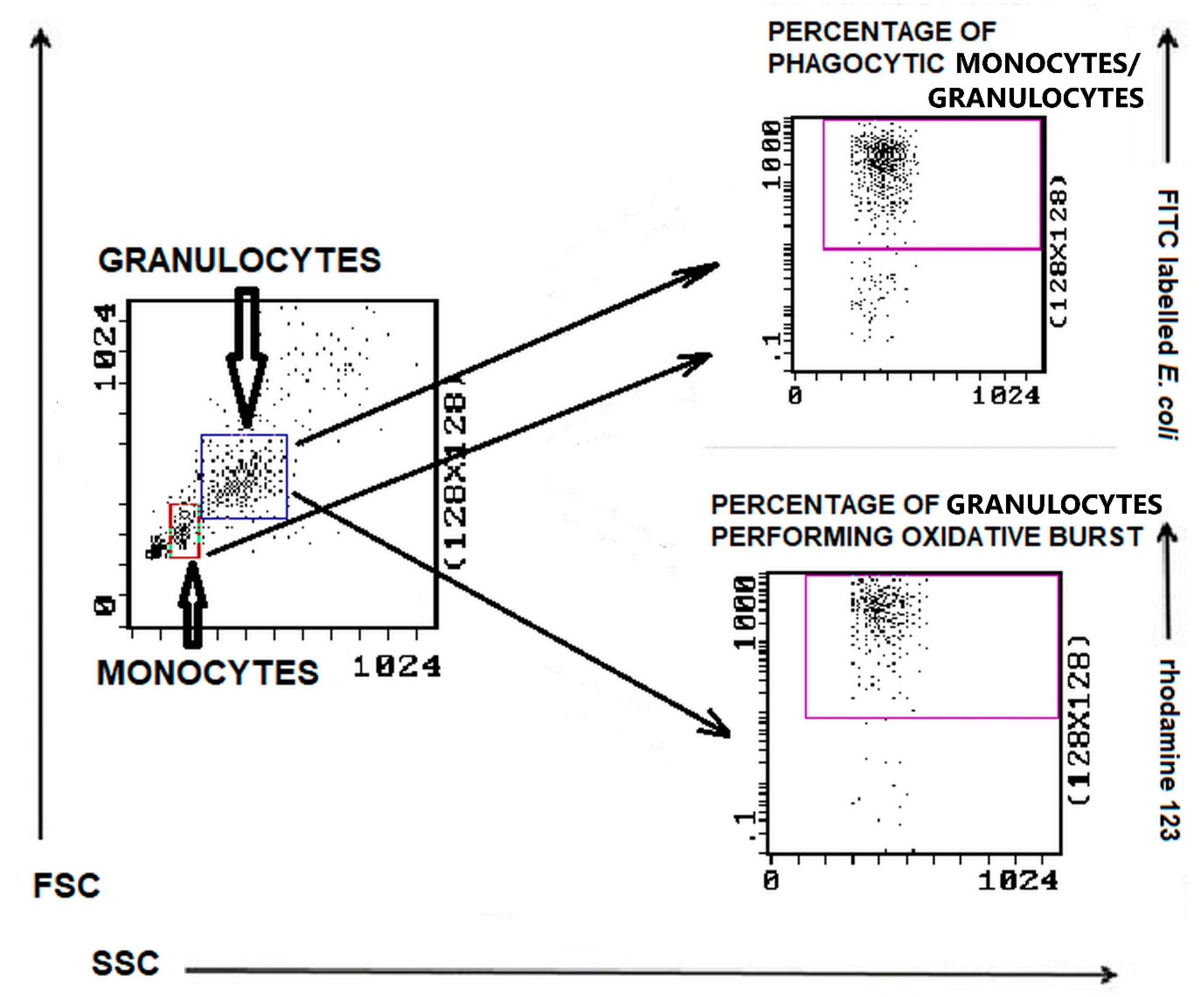 Animals 11 02398 g006
