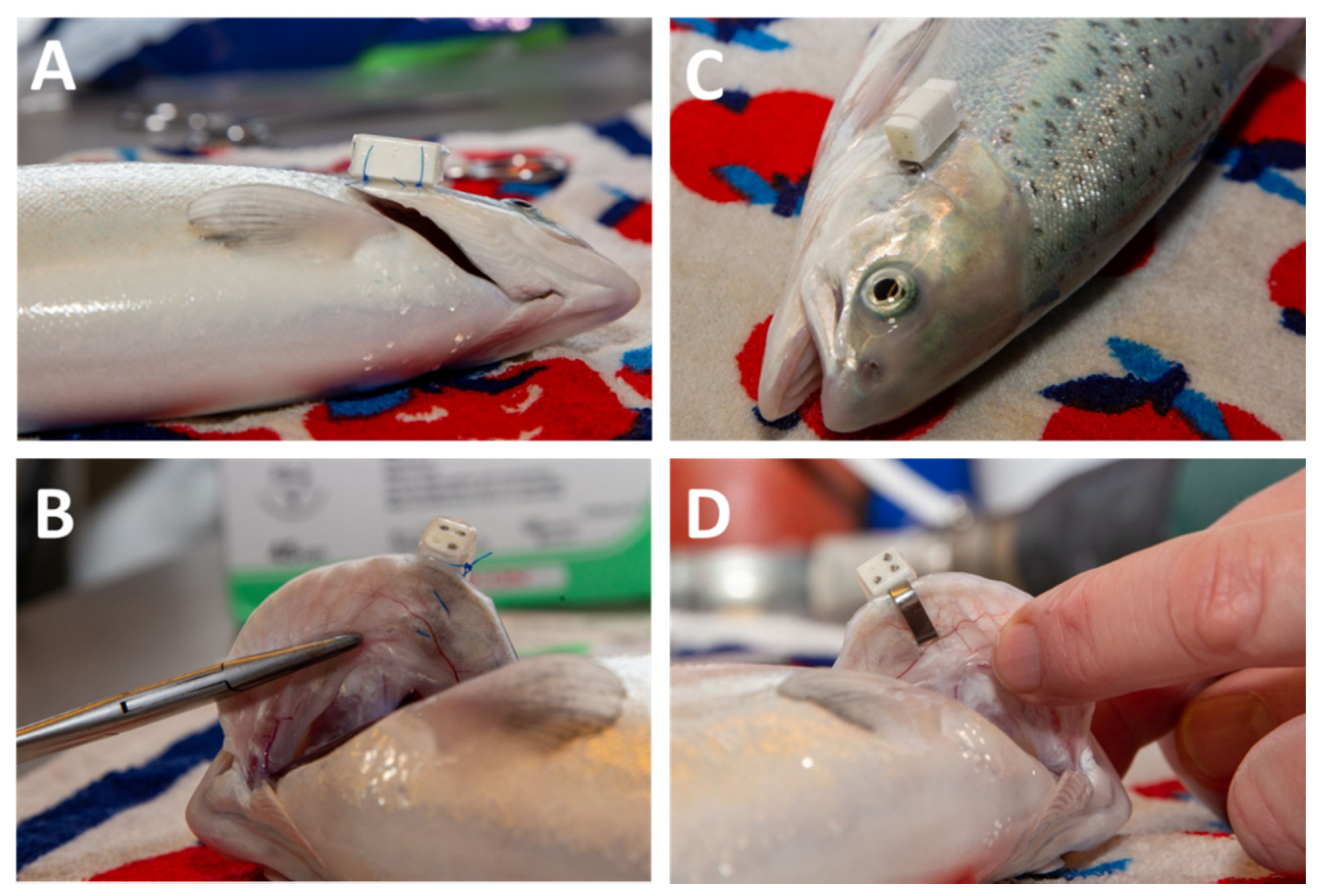 Animals 11 02403 g001 550