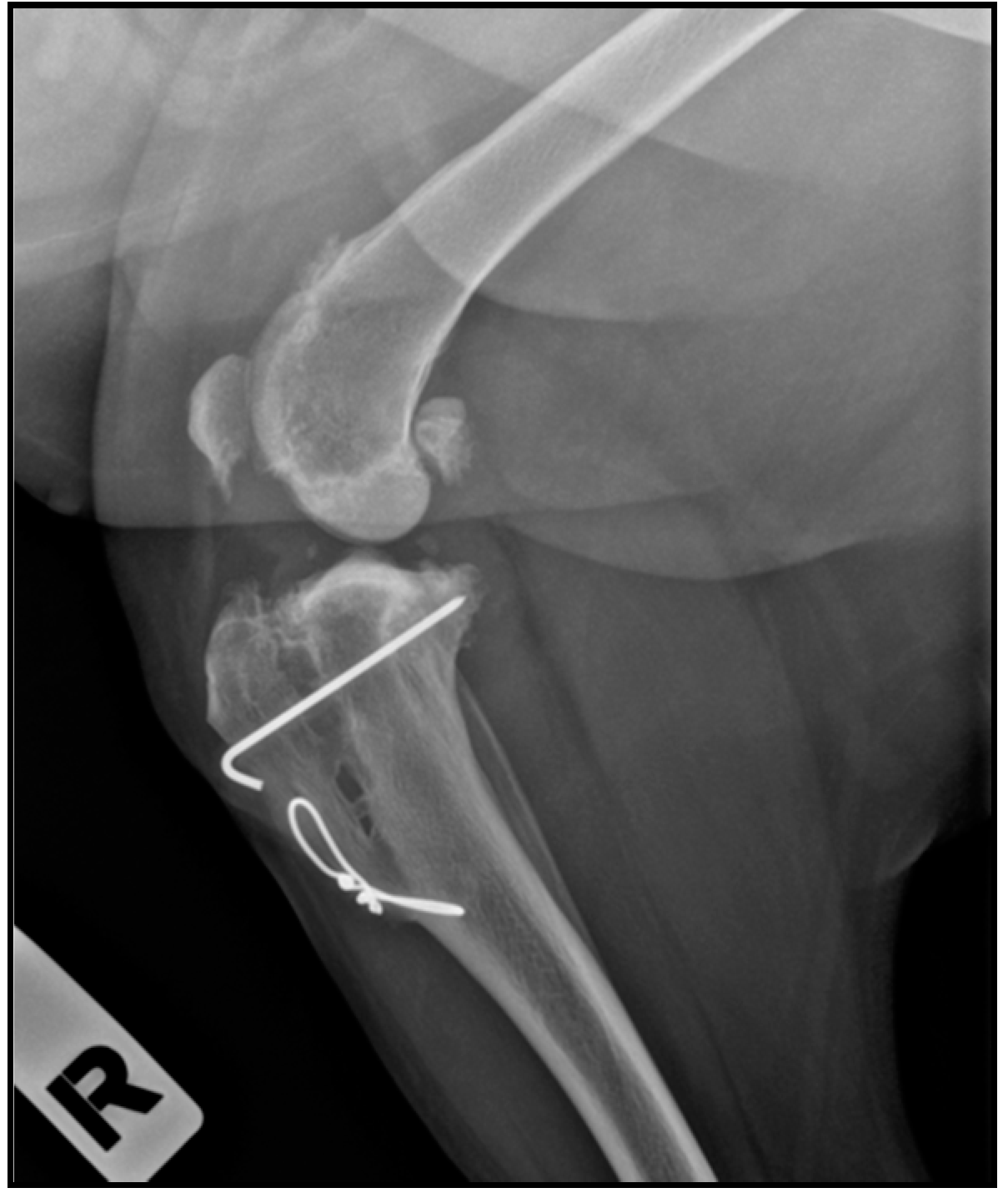 Animals 11 02404 g003 550