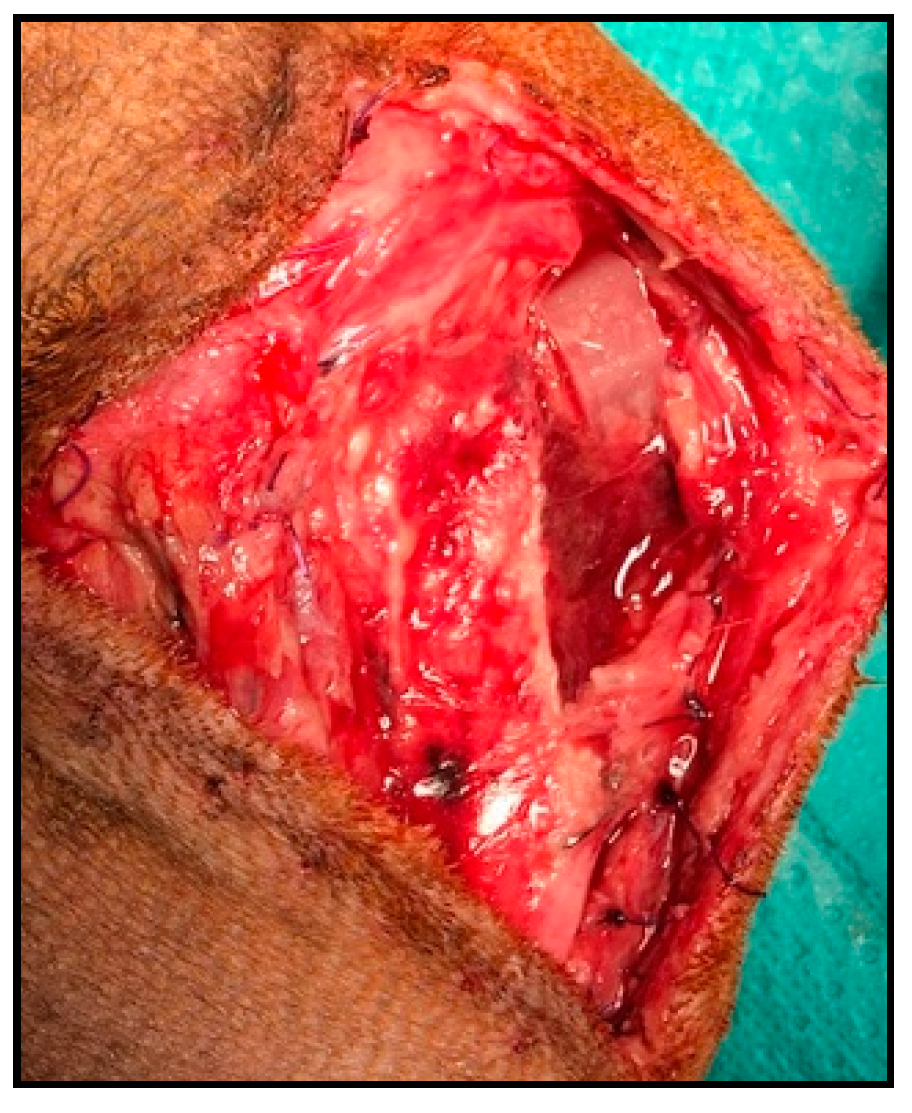 Animals 11 02404 g004 550