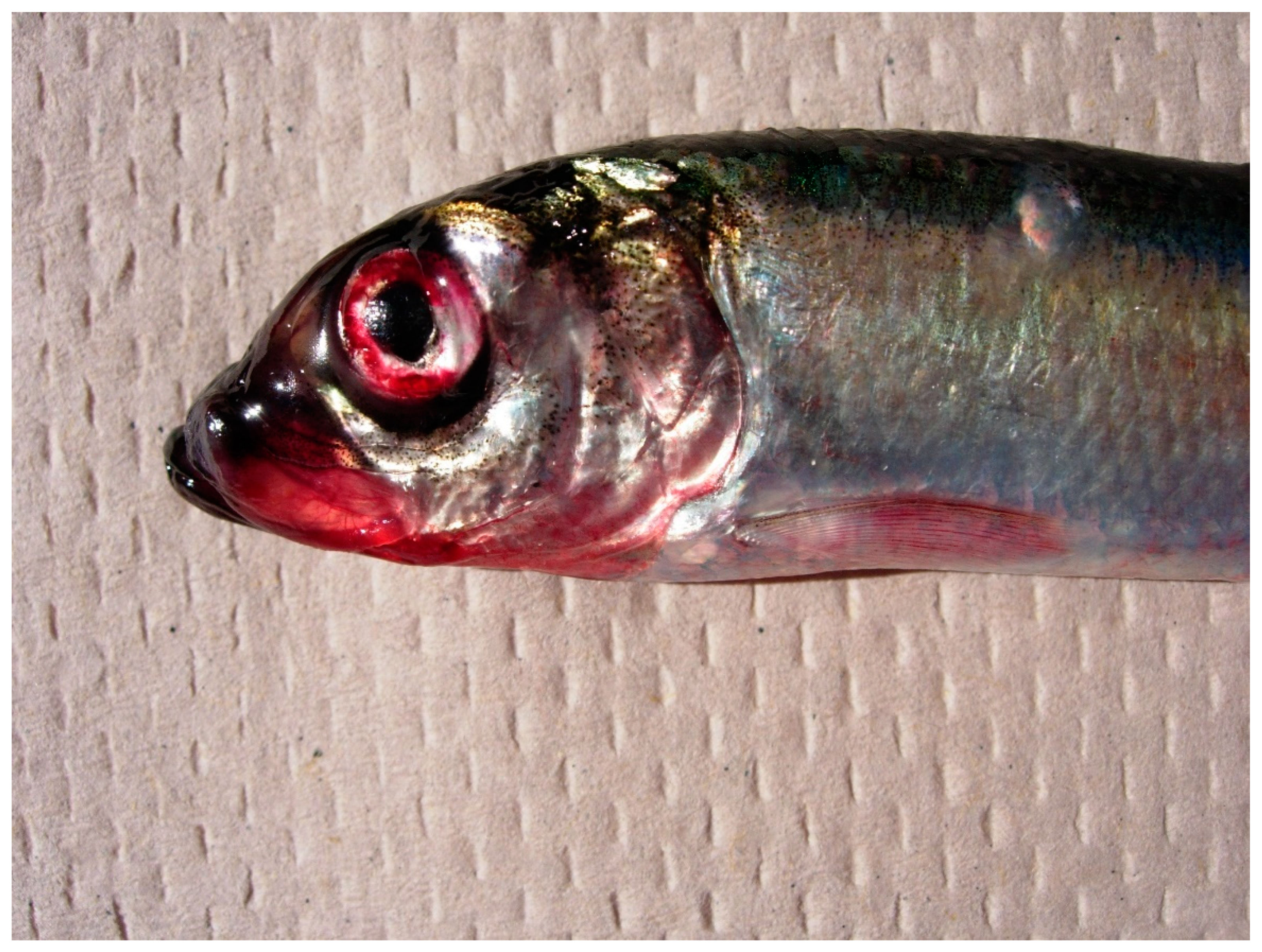 Animals 11 02426 g002