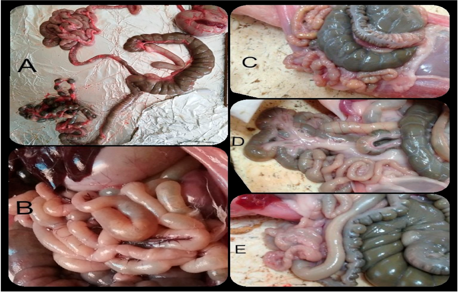 Animals 11 02441 g001