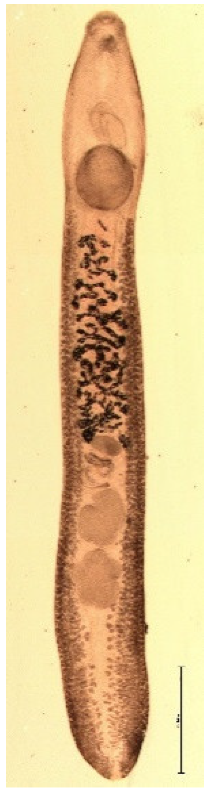 Animals 11 02444 g001