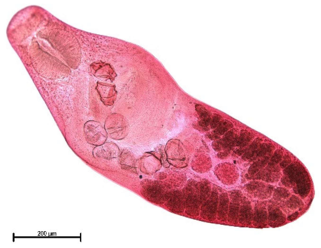 Animals 11 02444 g006