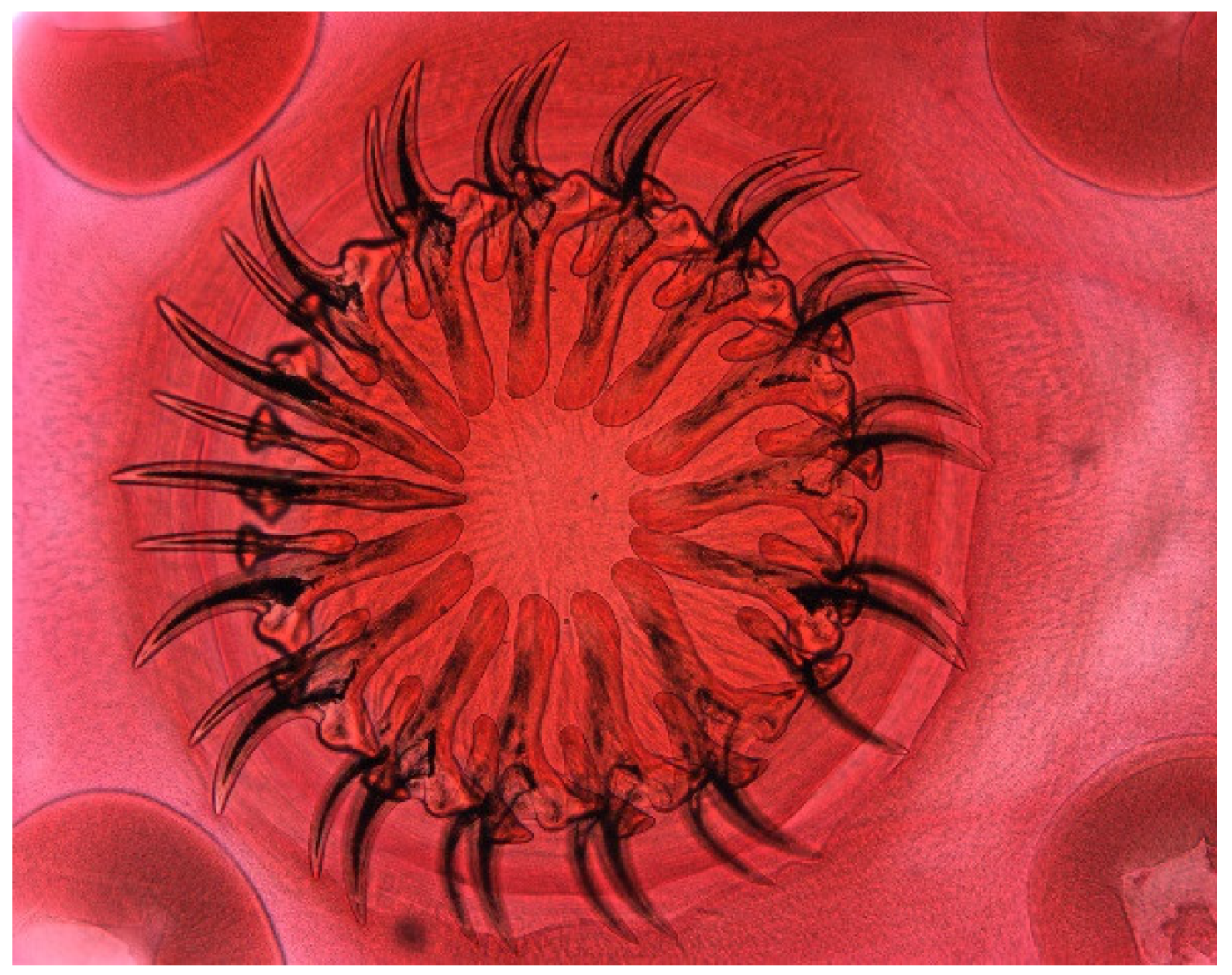 Animals 11 02444 g009