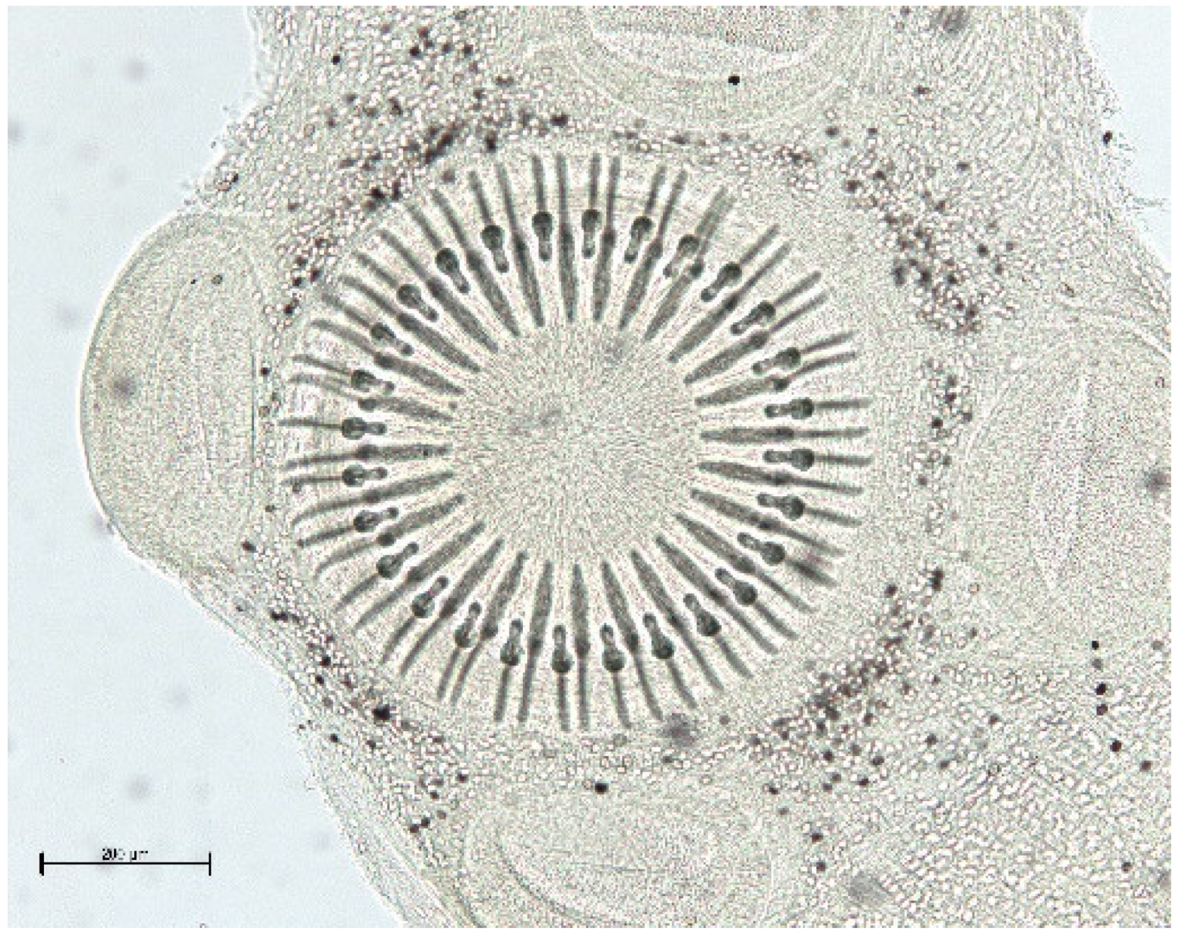 Animals 11 02444 g013