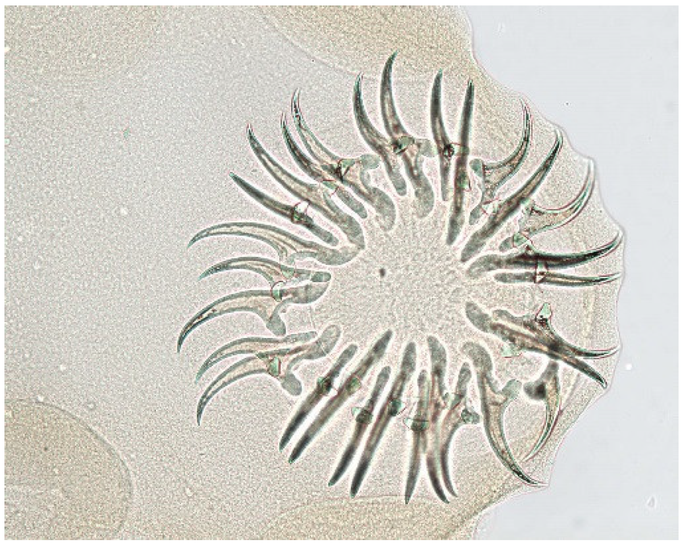 Animals 11 02444 g014