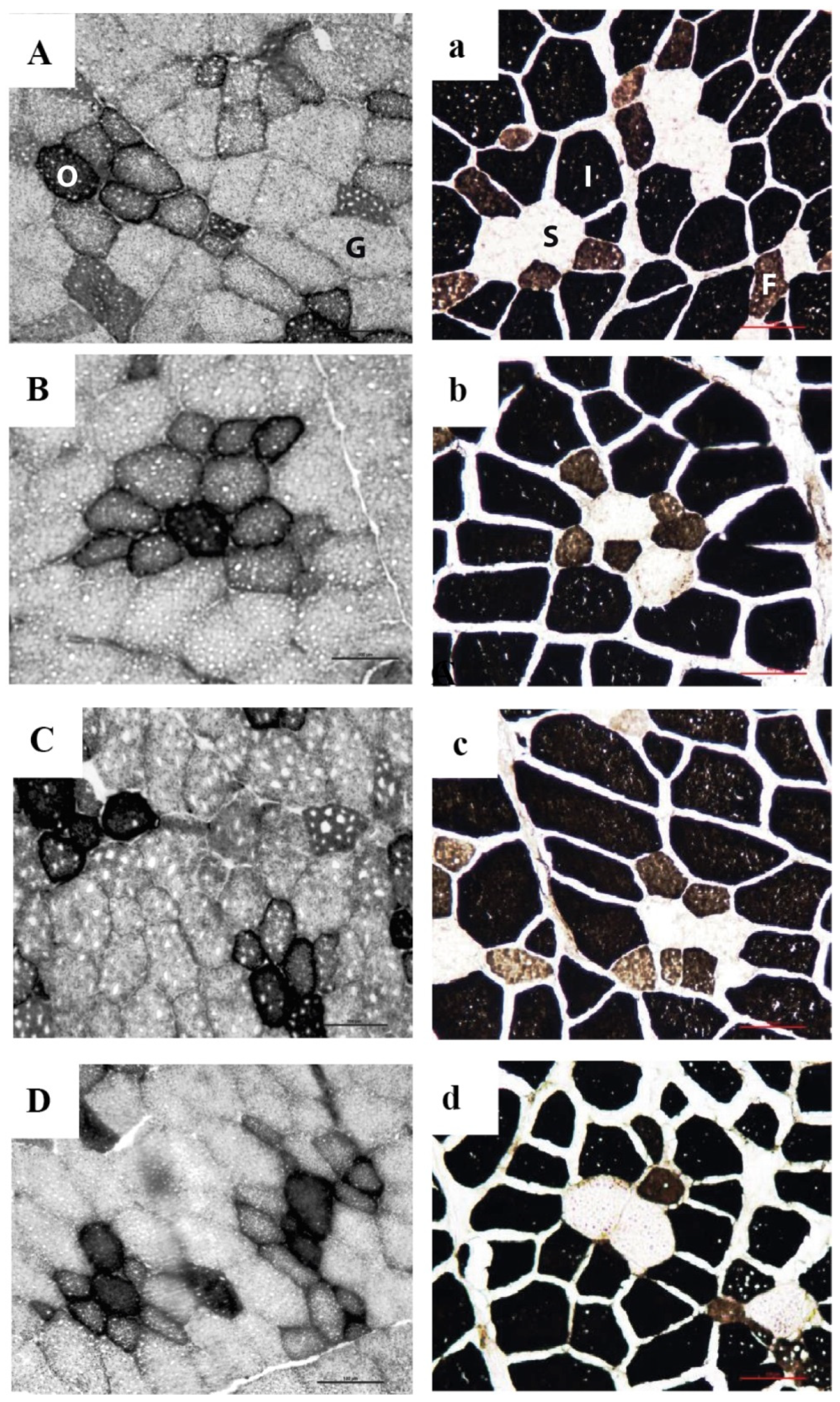 Animals 11 02455 g001