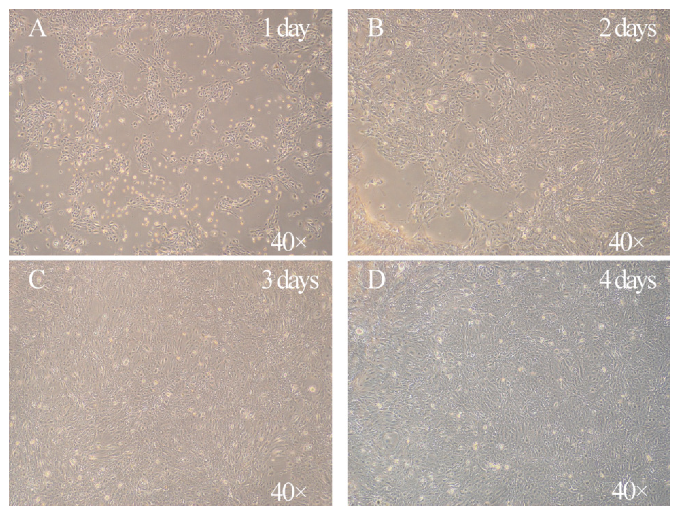 Animals 11 02460 g001