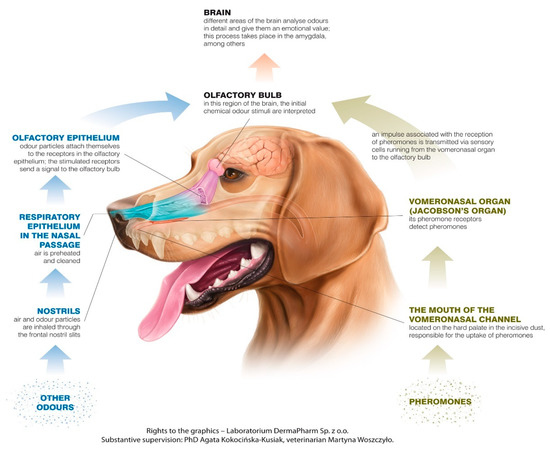 are dogs wounds supposed to smell bad