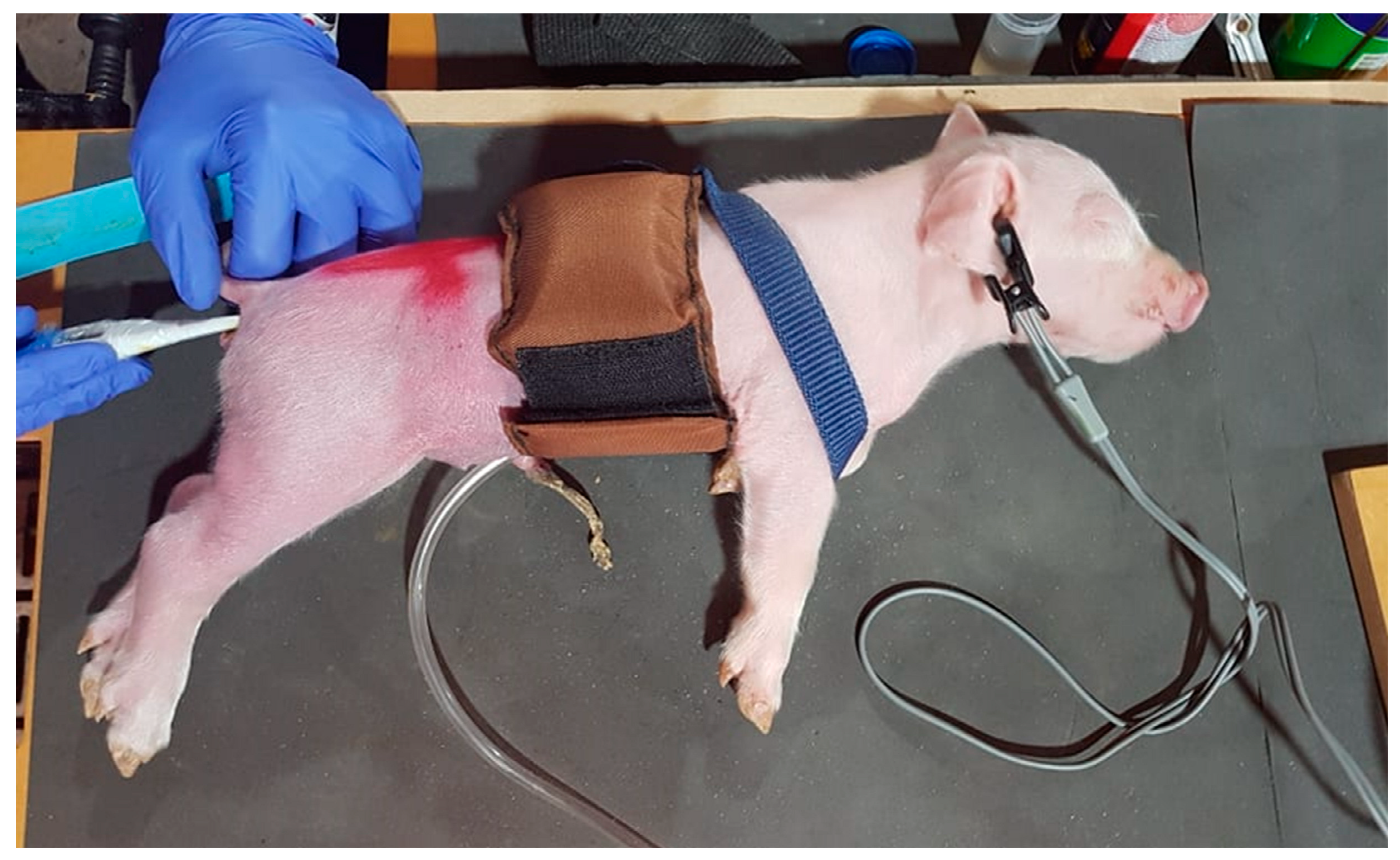 Animals 11 02465 g002