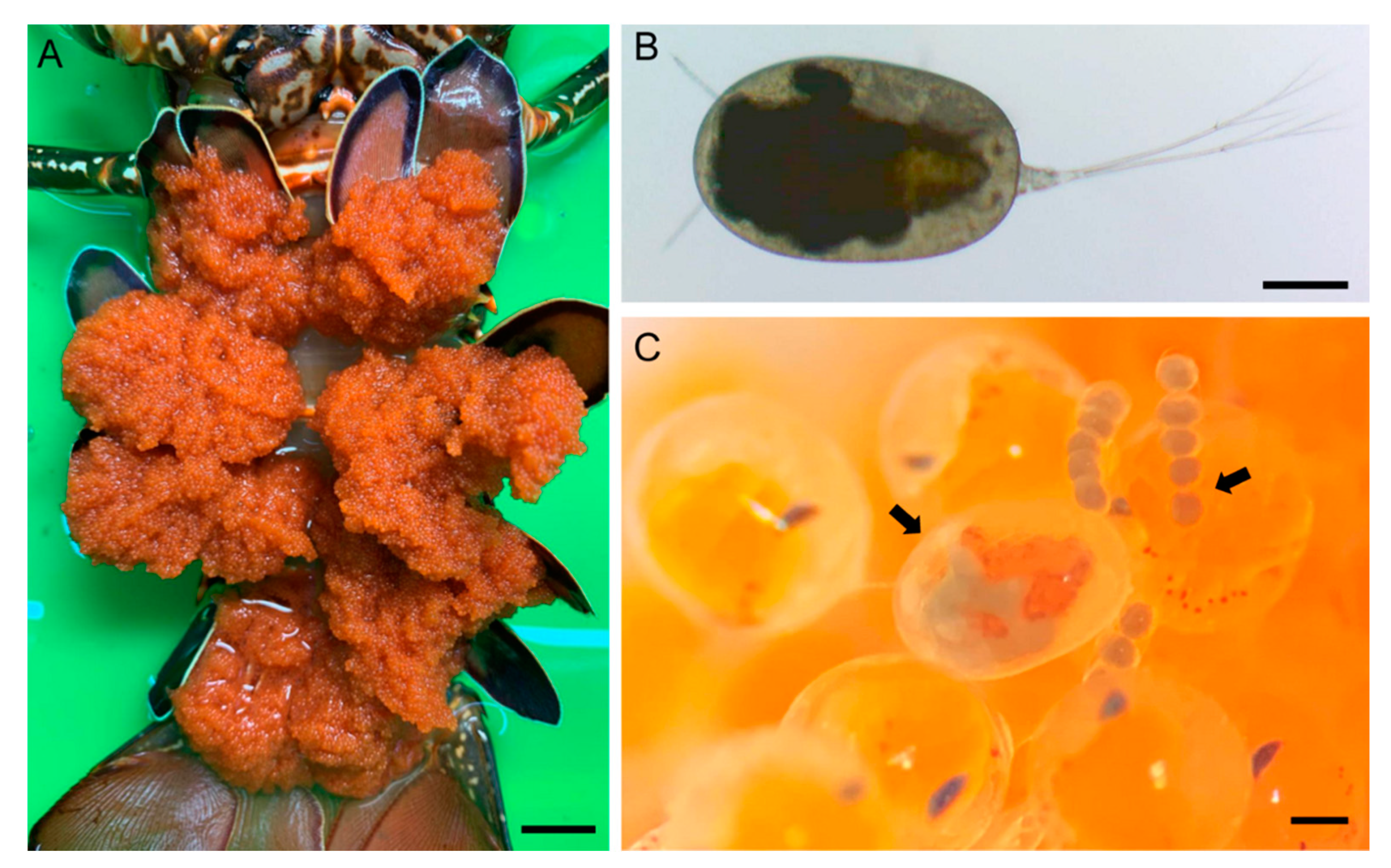 Animals 11 02475 g001