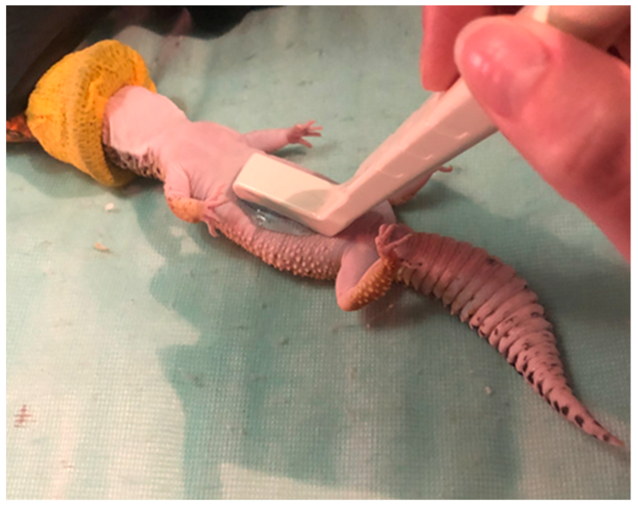 Animals | Free Full-Text | Determining the Effects of Serial Injections of Pregnant Mare Serum Gonadotropin on Plasma Testosterone Concentrations, Testicular Dynamics, and Semen Production in Leopard Geckos (Eublepharis macularius) Animals | Free Full-Text | Determining the Effects of Serial Injections of Pregnant Mare Serum Gonadotropin on Plasma Testosterone Concentrations, Testicular Dynamics, and Semen Production in Leopard Geckos (Eublepharis macularius)