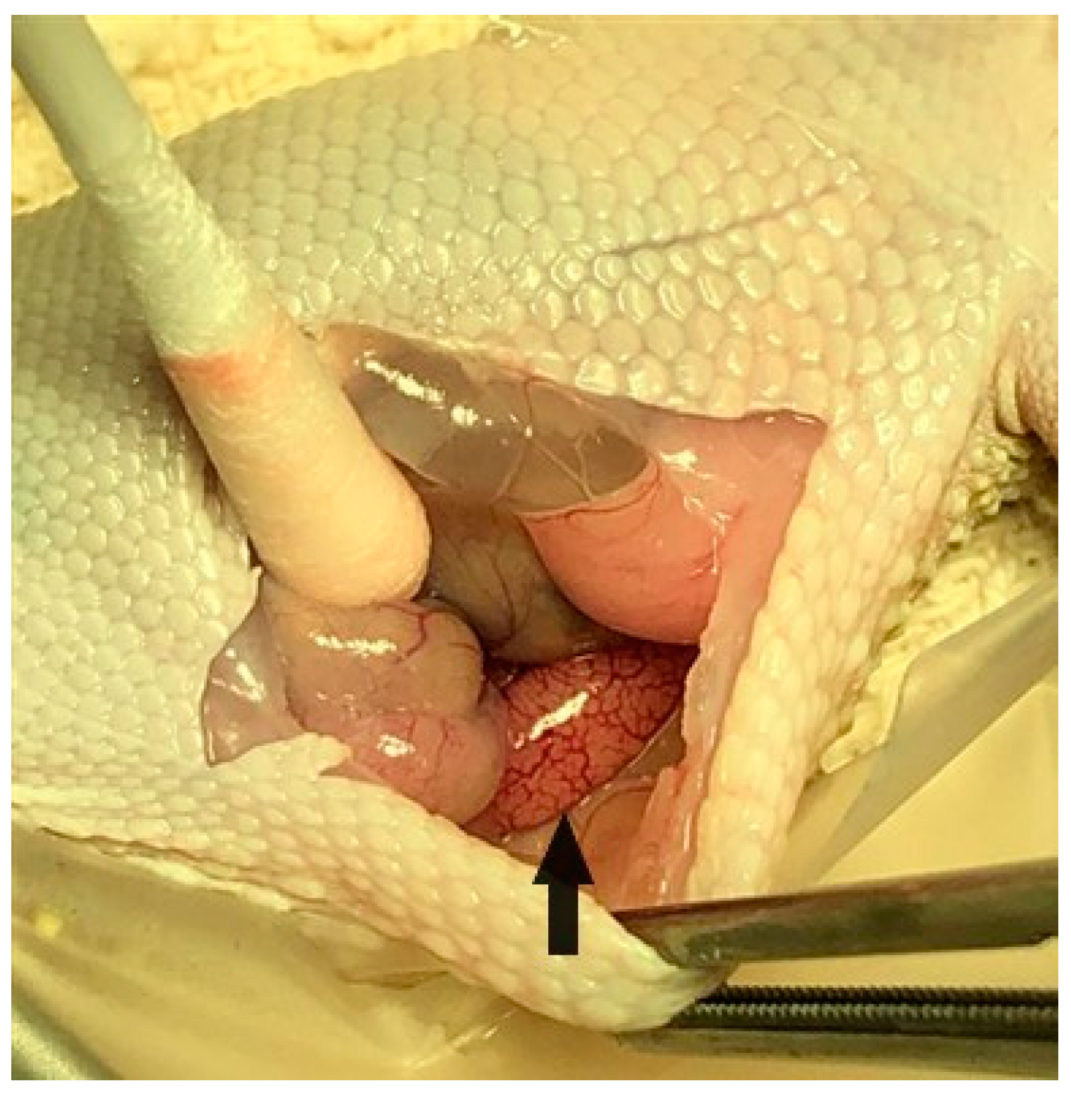 Animals 11 02477 g003 550