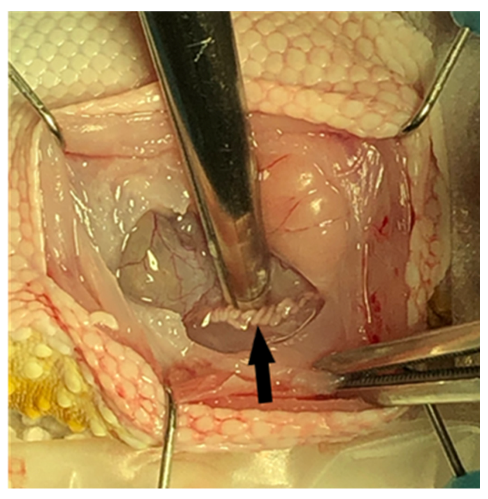 Animals 11 02477 g004 550