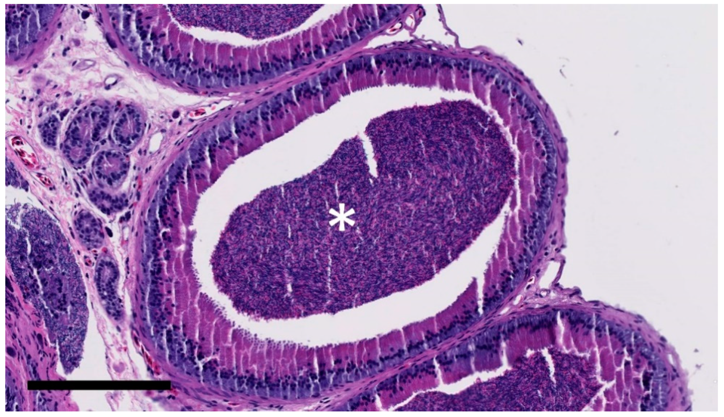 Animals 11 02477 g005 550