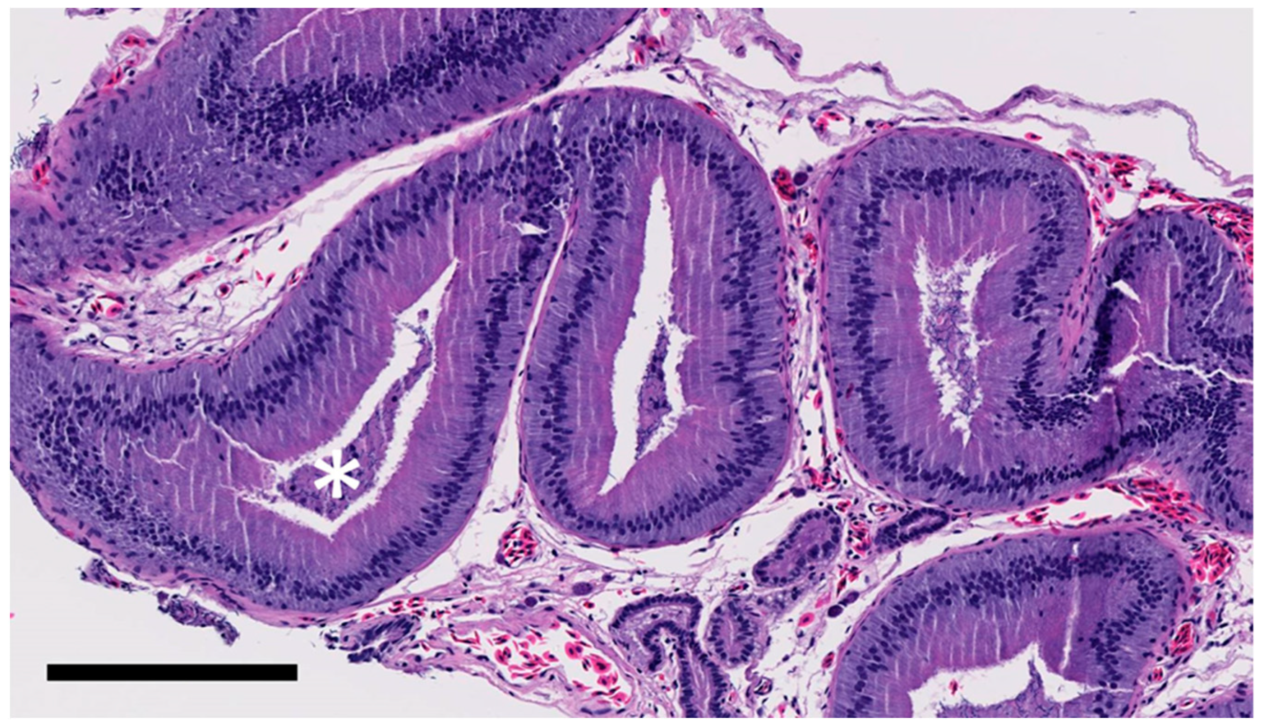 Animals 11 02477 g006 550