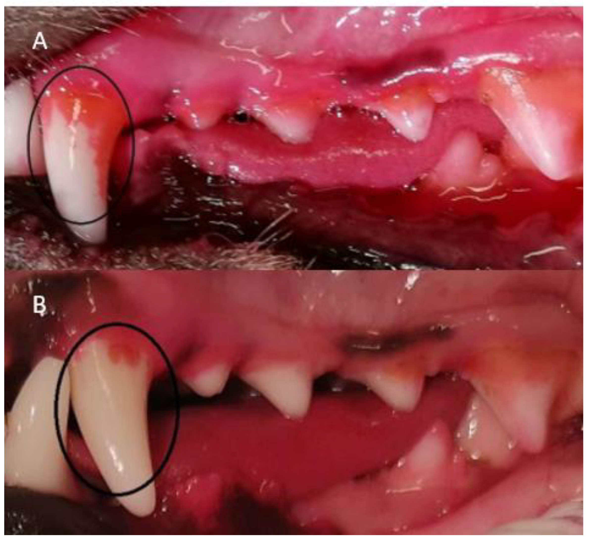 Animals 11 02481 g003 550