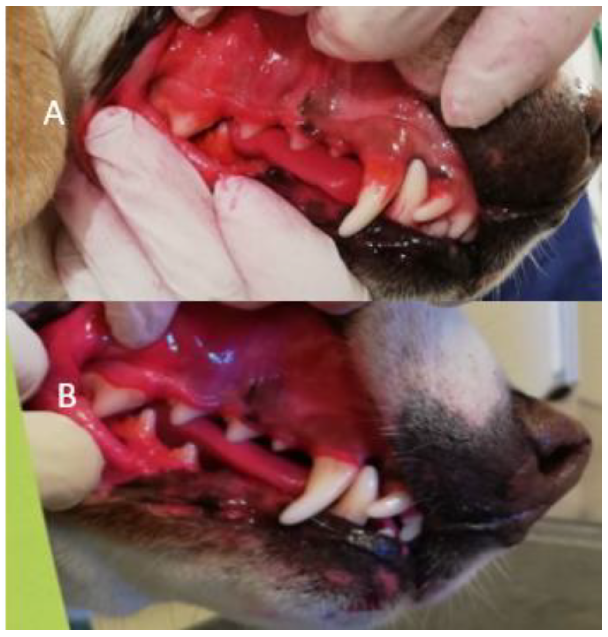 Animals 11 02481 g004 550