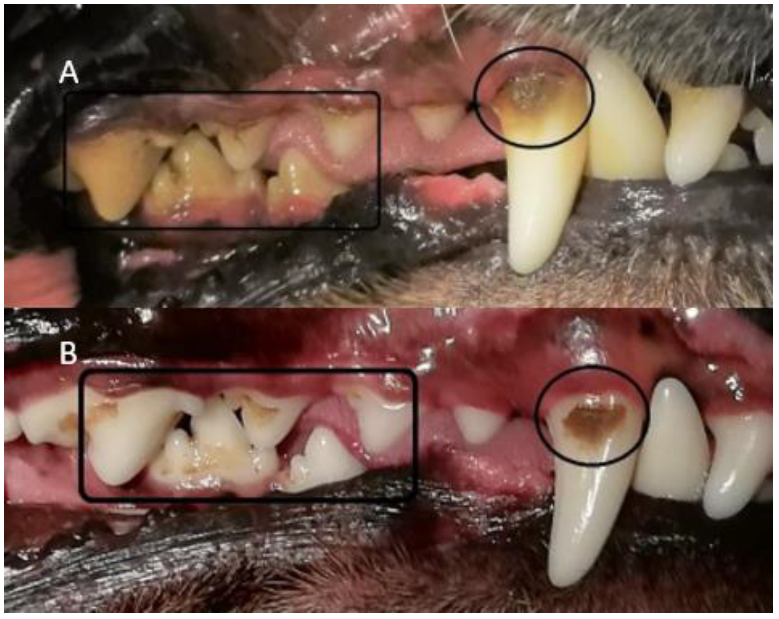 Animals 11 02481 g005 550