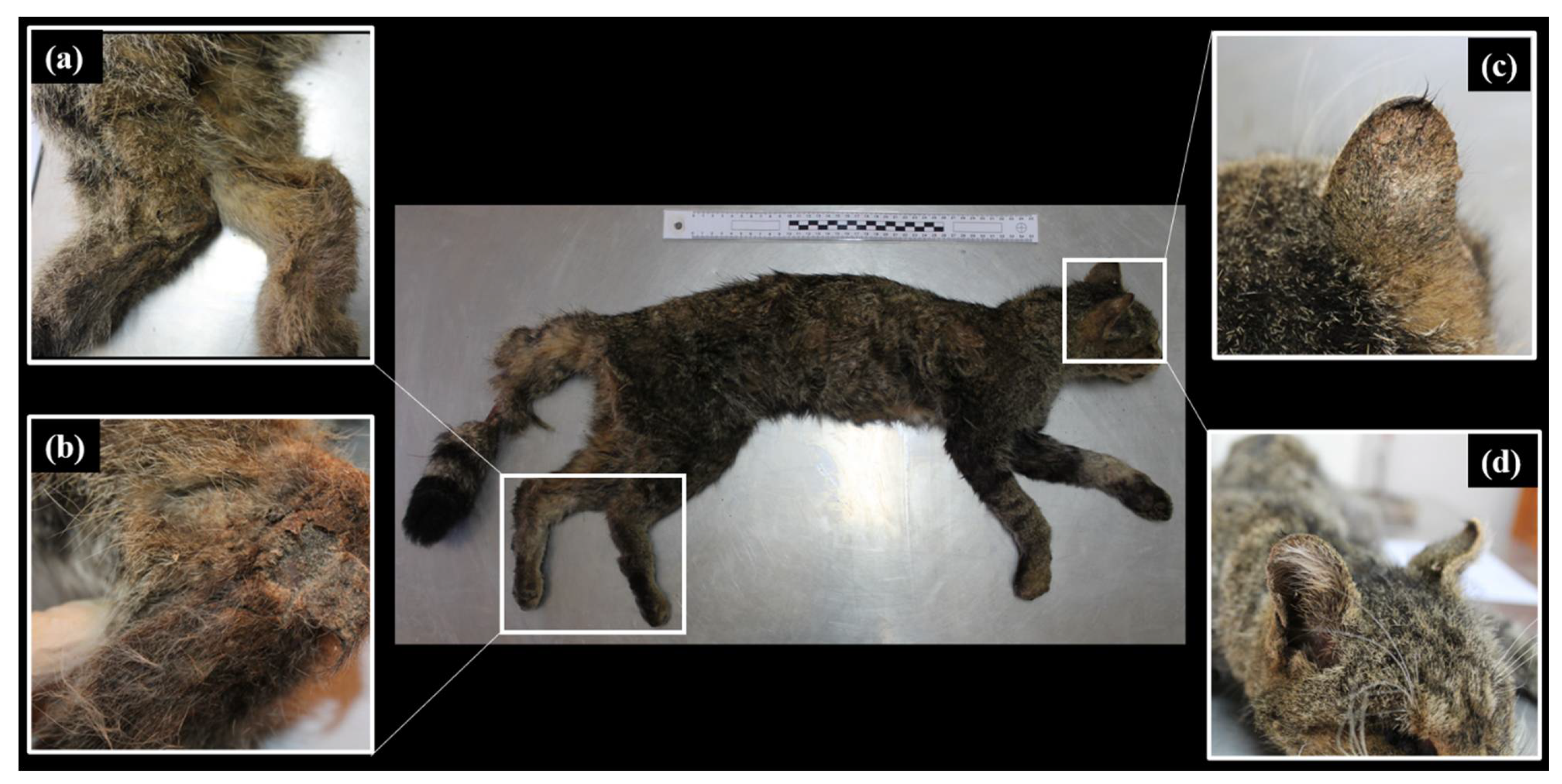 Animals 11 02494 g001