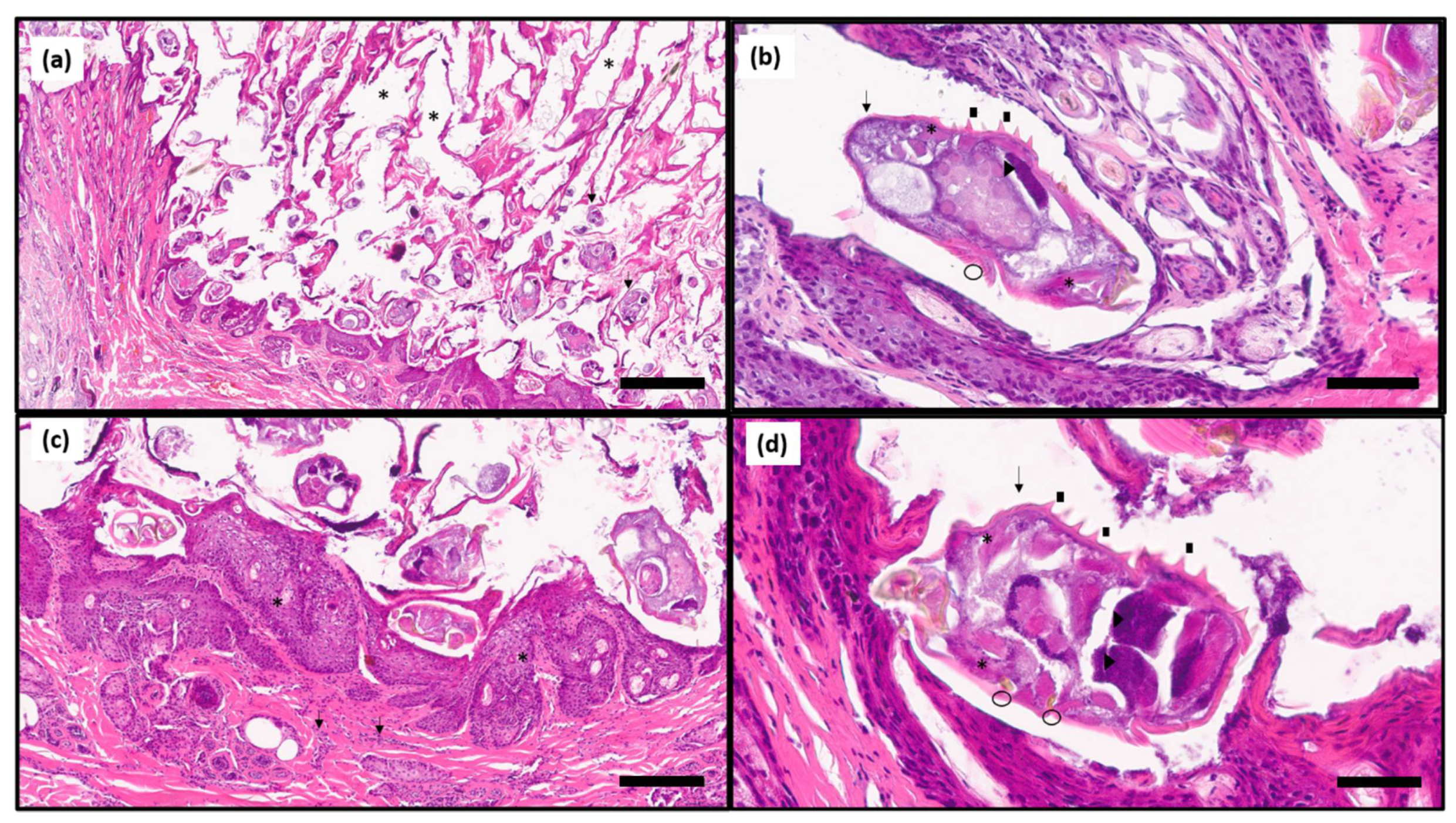 Animals 11 02494 g003
