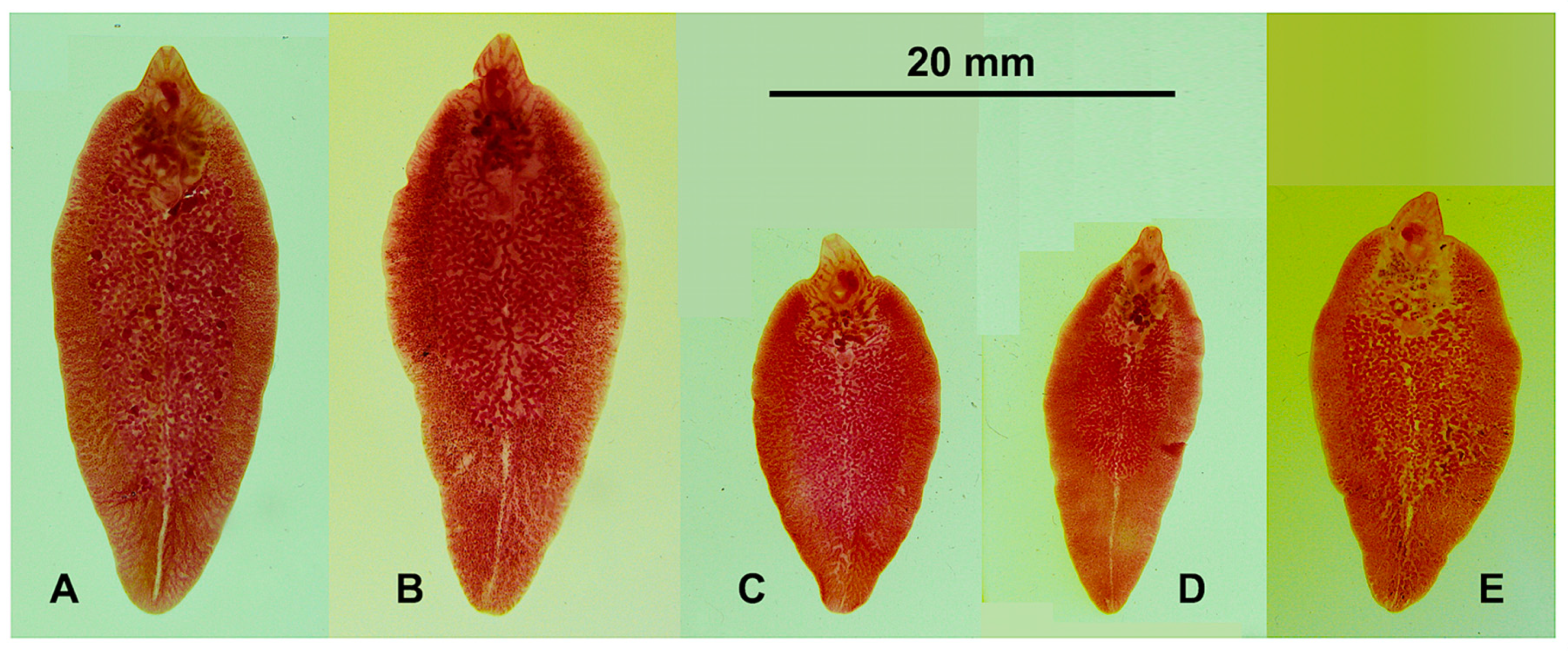 Animals 11 02495 g003