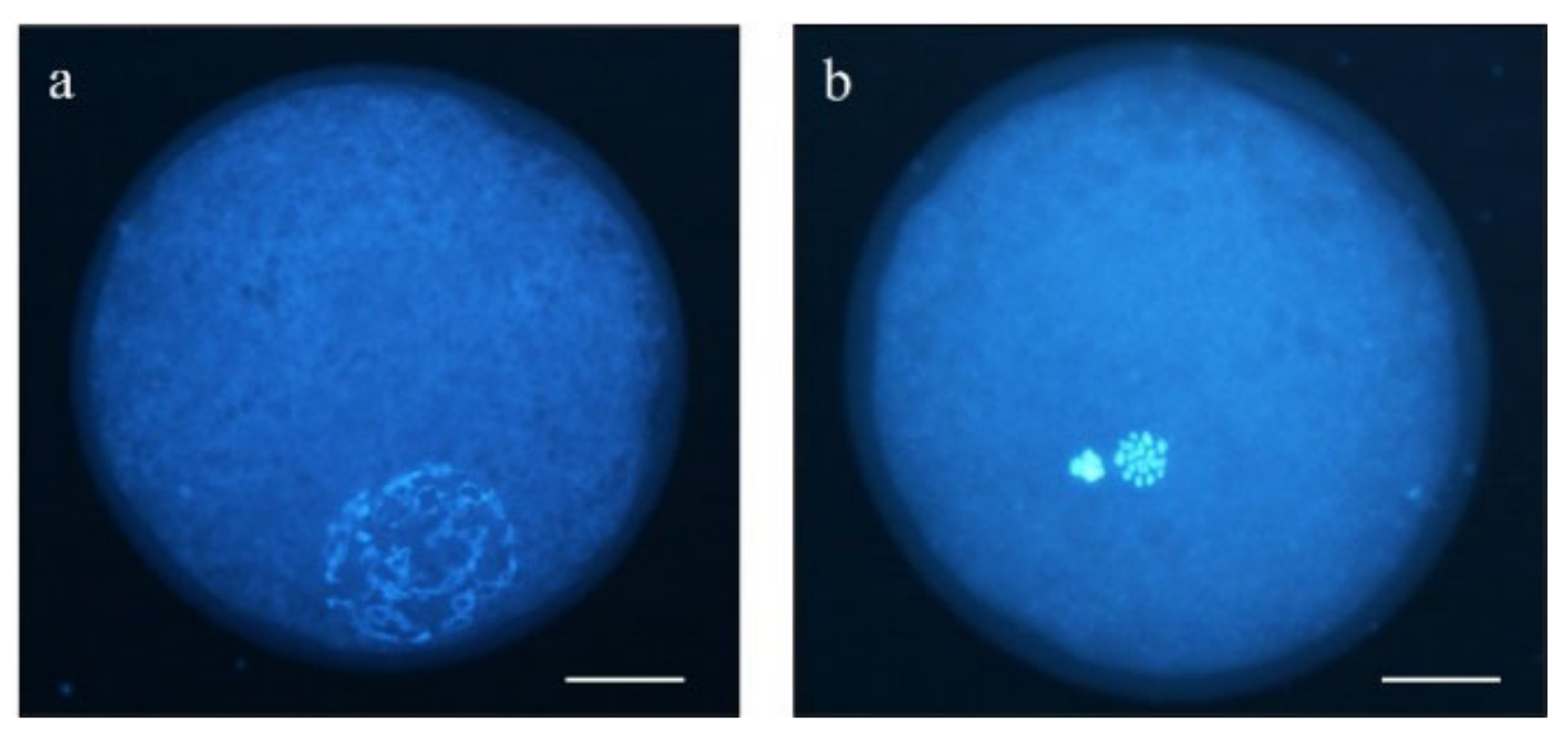 Animals 11 02512 g001 550