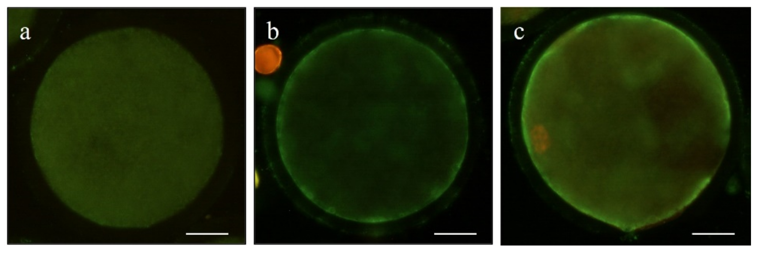 Animals 11 02512 g002 550