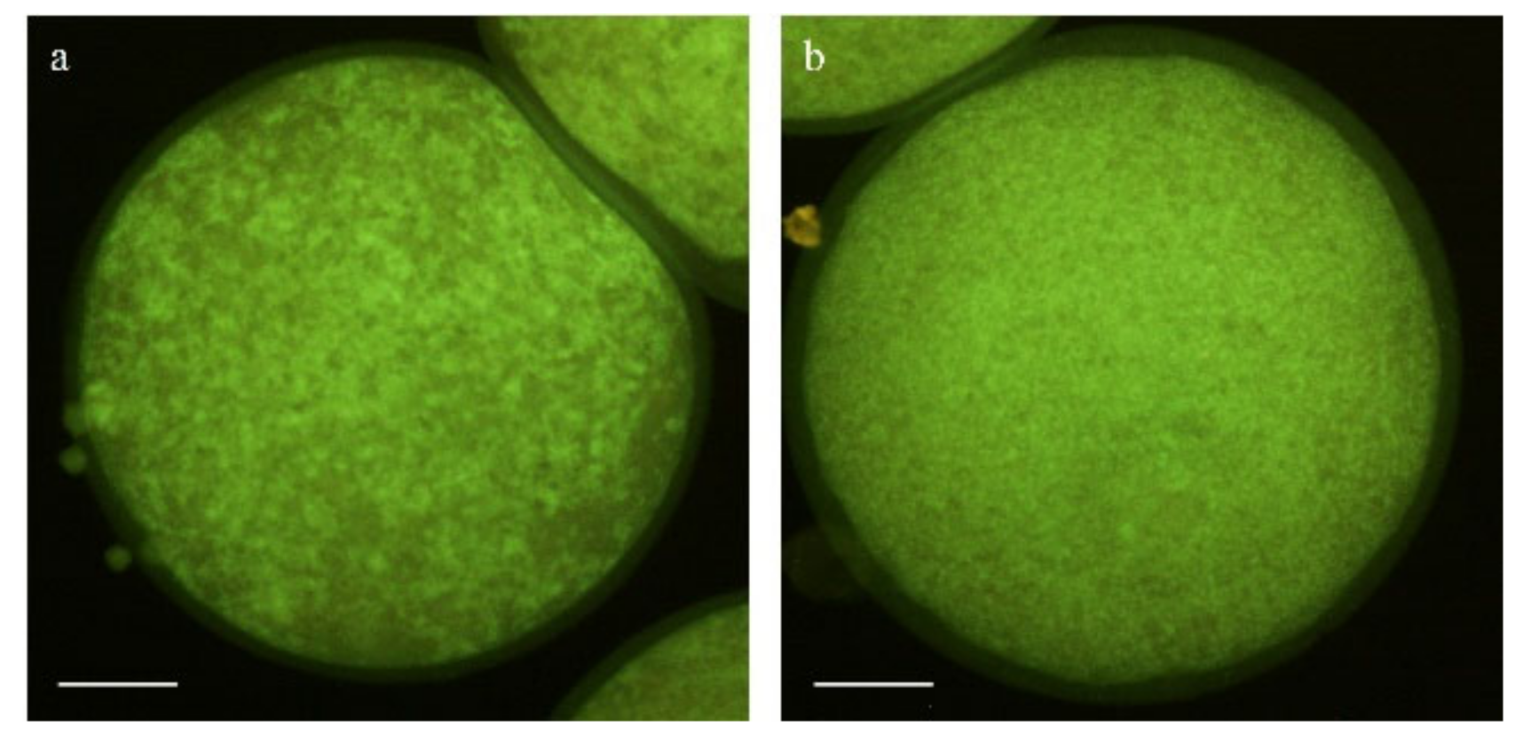 Animals 11 02512 g005 550