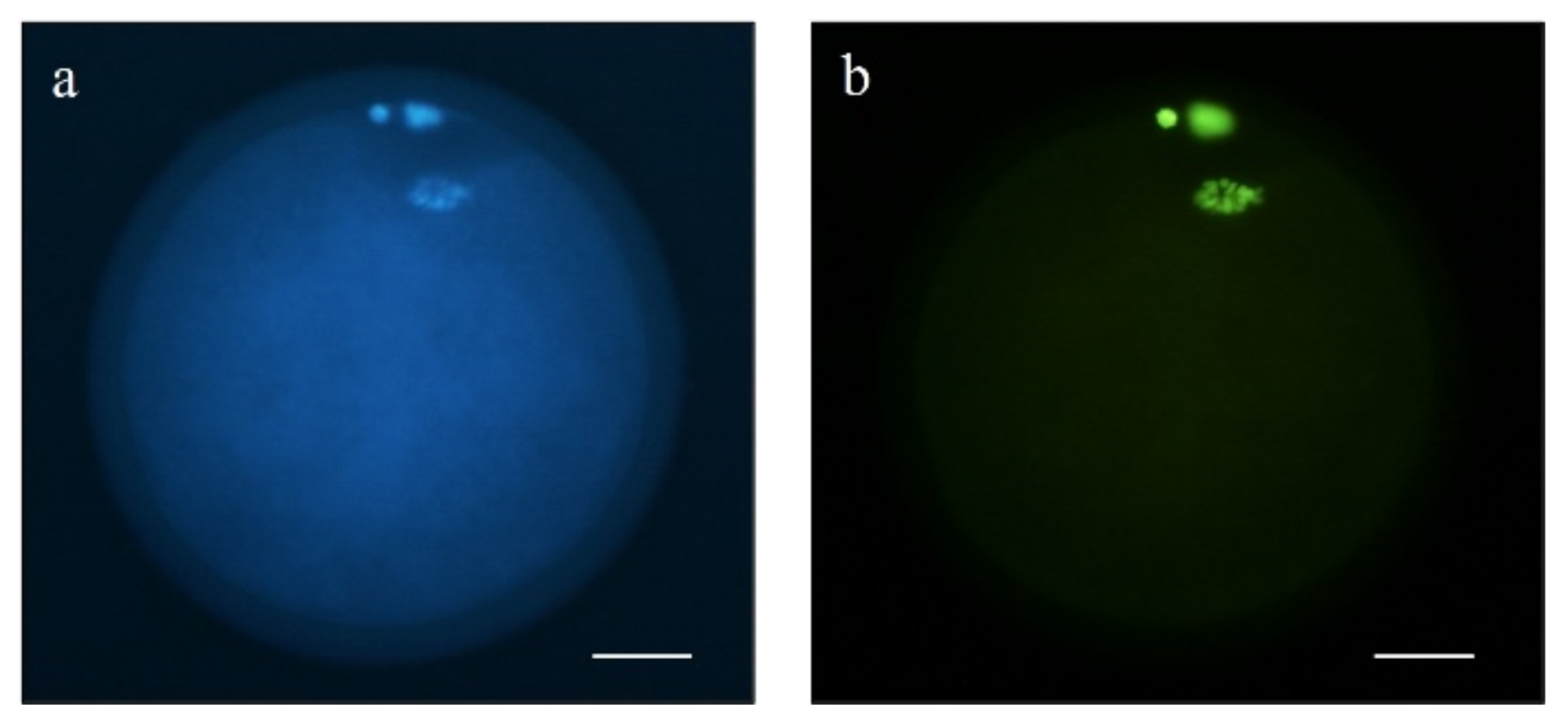 Animals 11 02512 g006 550