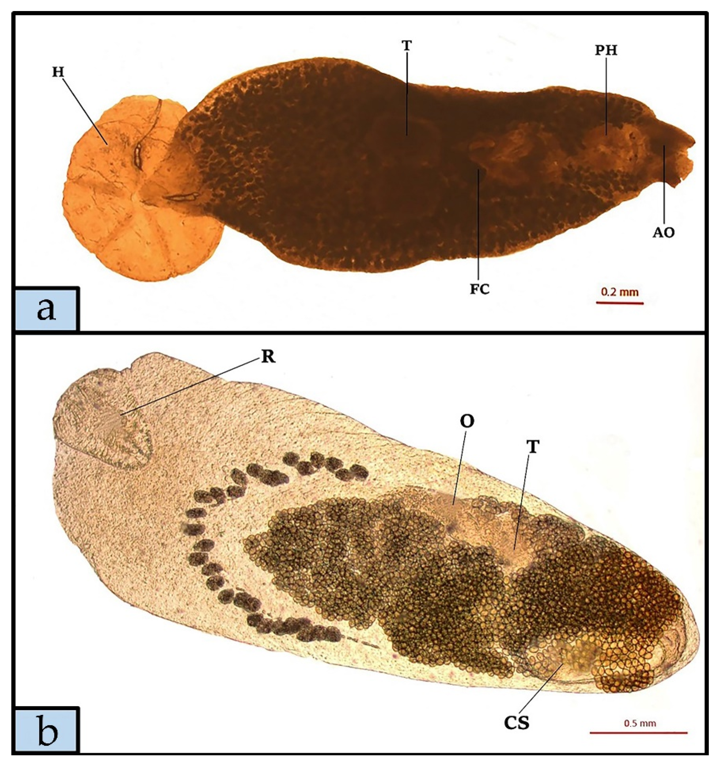 Morphological and molecular study of Didymodiclinus marginati n